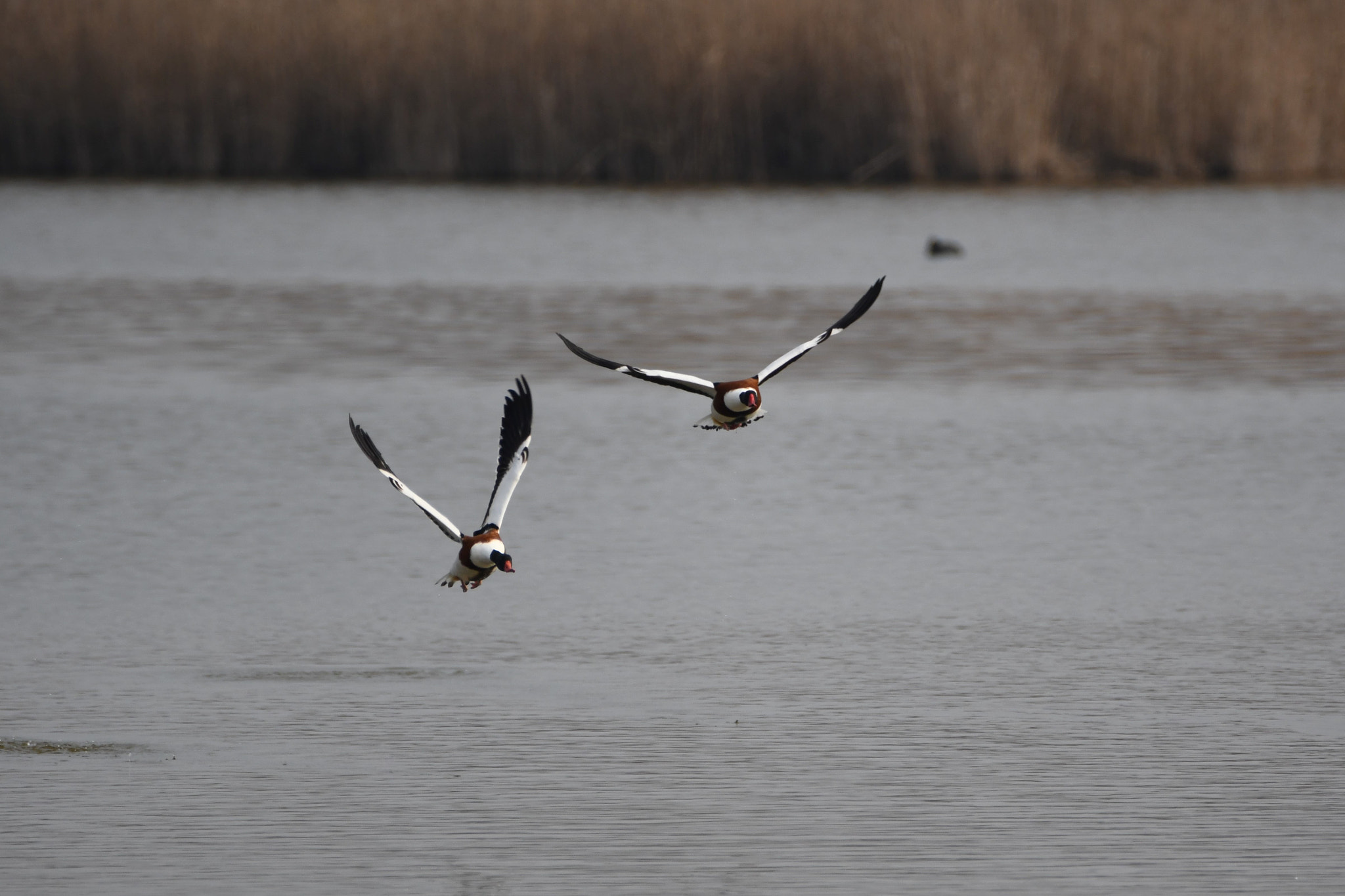 Nikon D7500 sample photo. Wings of freedom photography