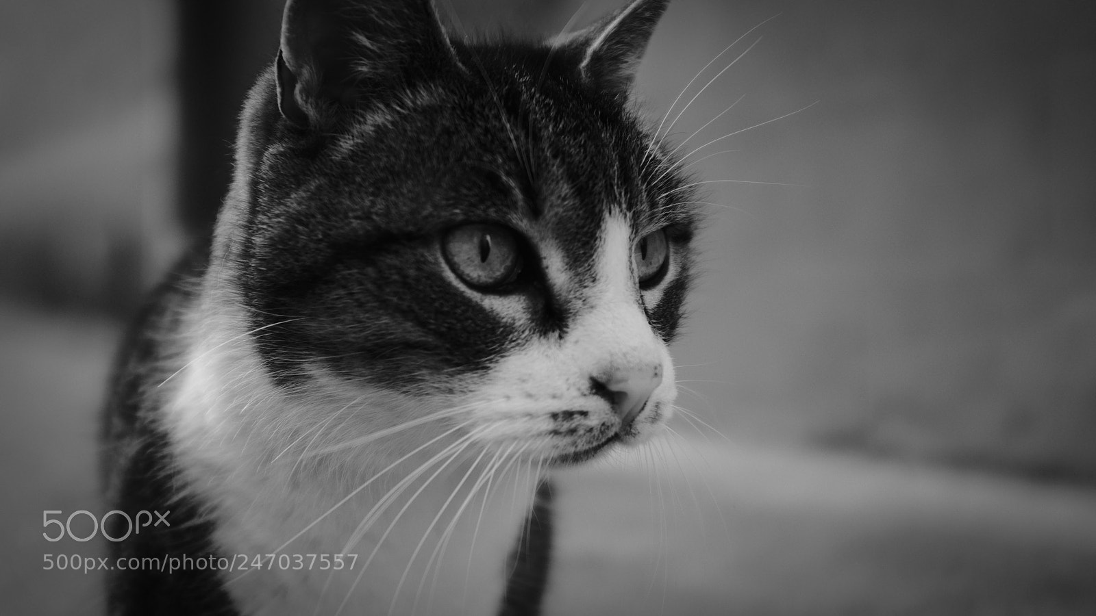 Fujifilm X100F sample photo. The eyes chico... they photography