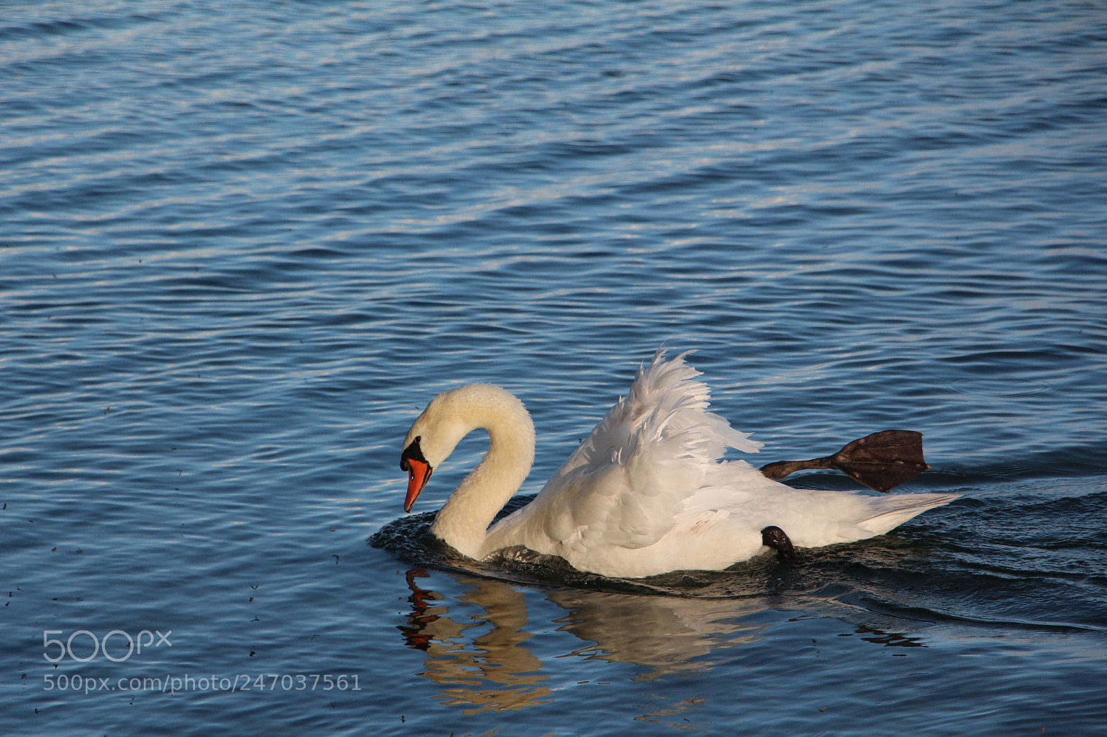 Canon EOS 650D (EOS Rebel T4i / EOS Kiss X6i) sample photo. Swimming swan photography