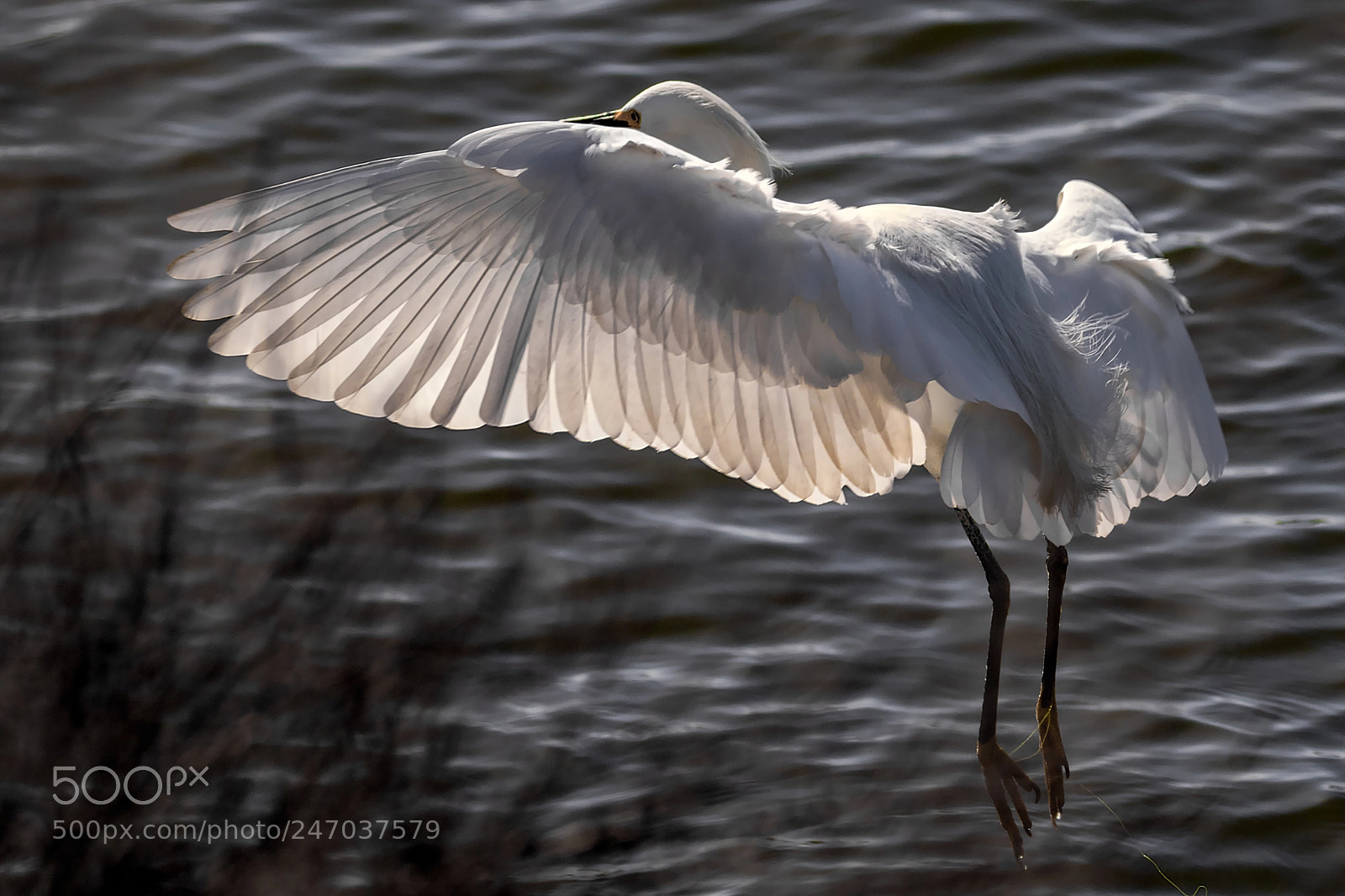 Canon EOS 7D Mark II sample photo. Sunlit wing of the photography