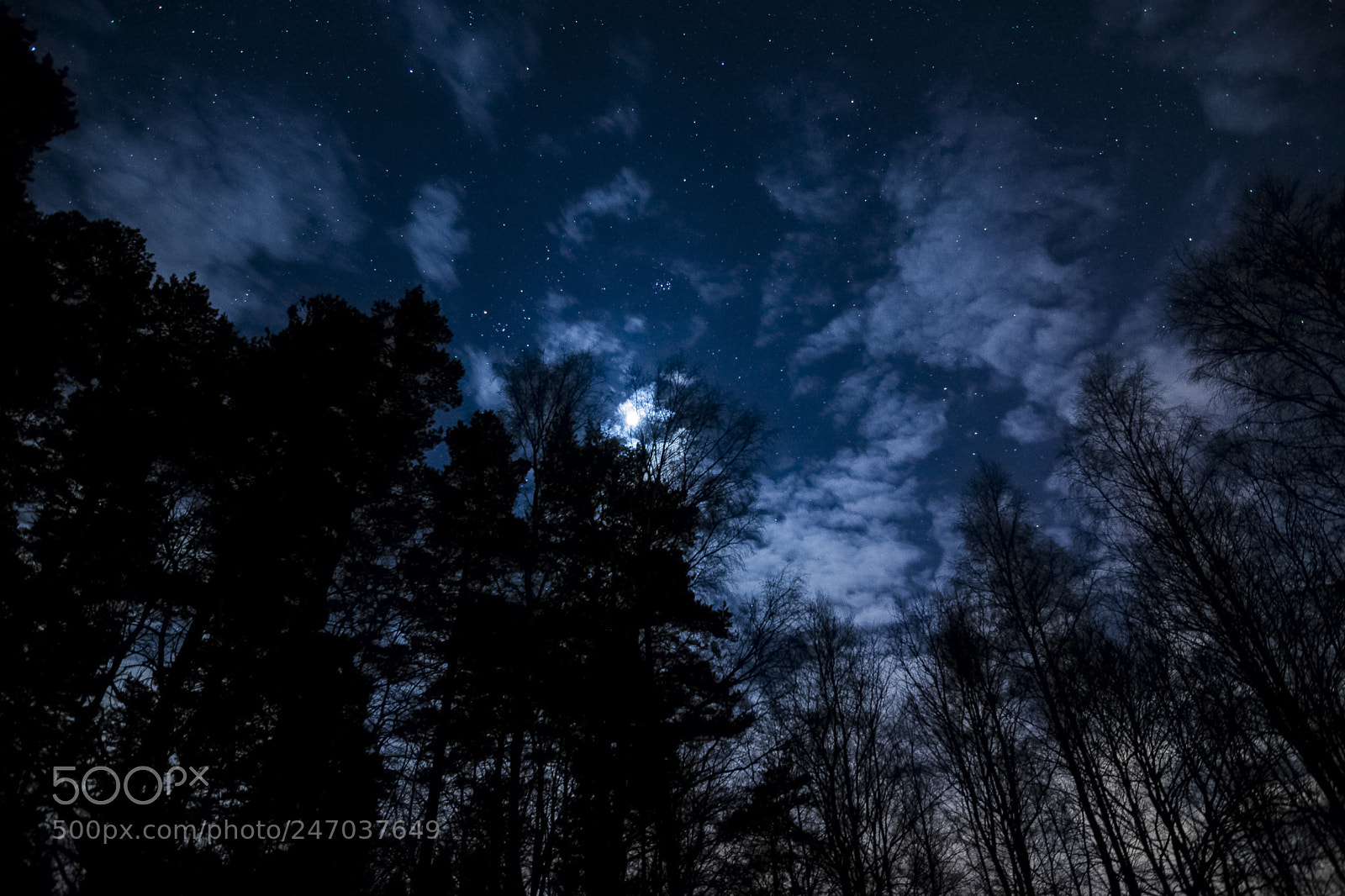 Nikon D7100 sample photo. Blue cosmos.jpg photography