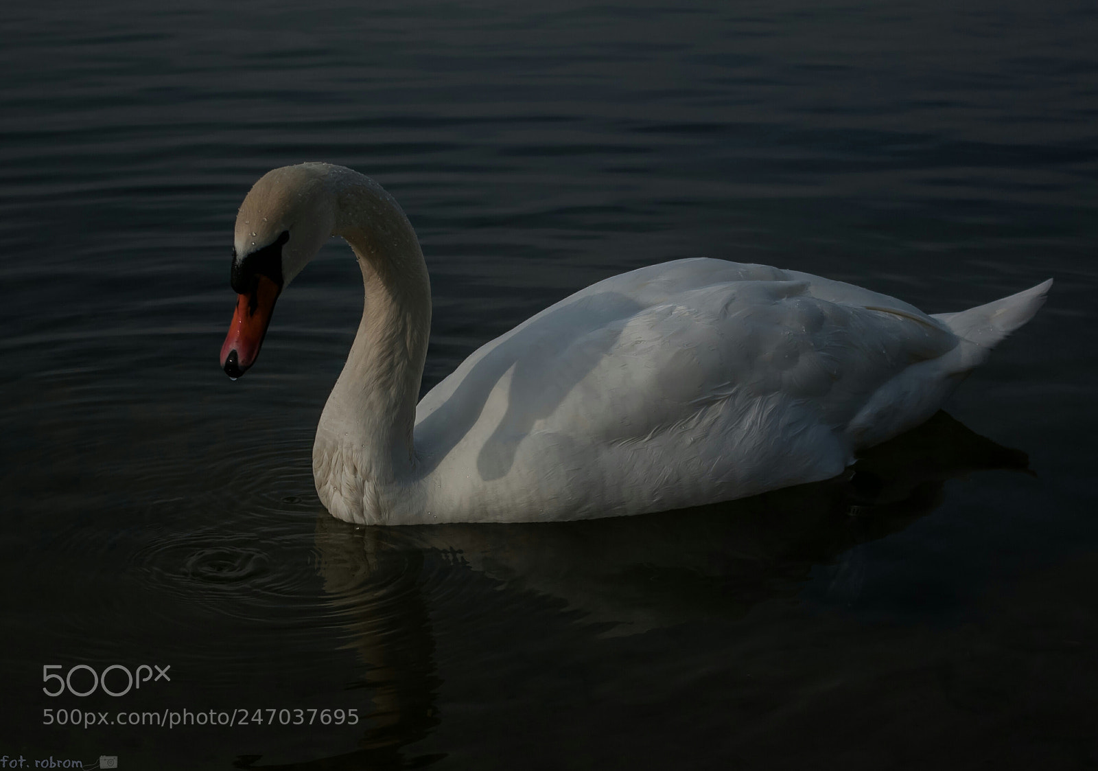 Pentax K10D sample photo. Swan photography