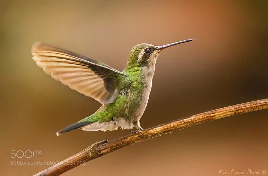 Canon EOS 7D Mark II sample photo. Hummingbir ( natural ligh ) photography