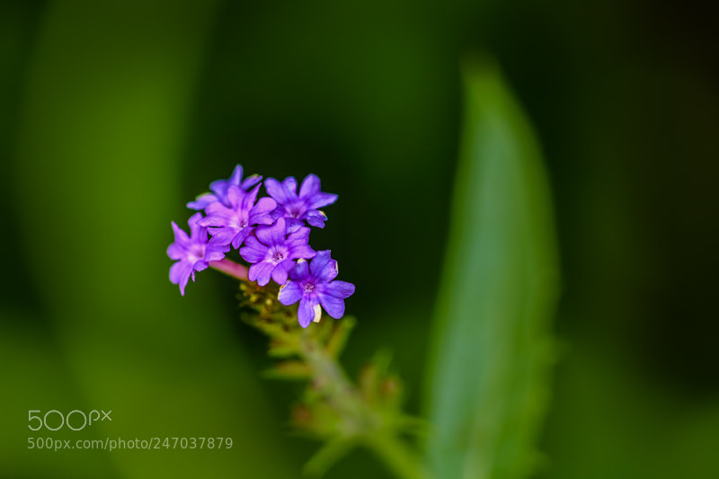 Nikon D7200 sample photo. Purple cluster photography