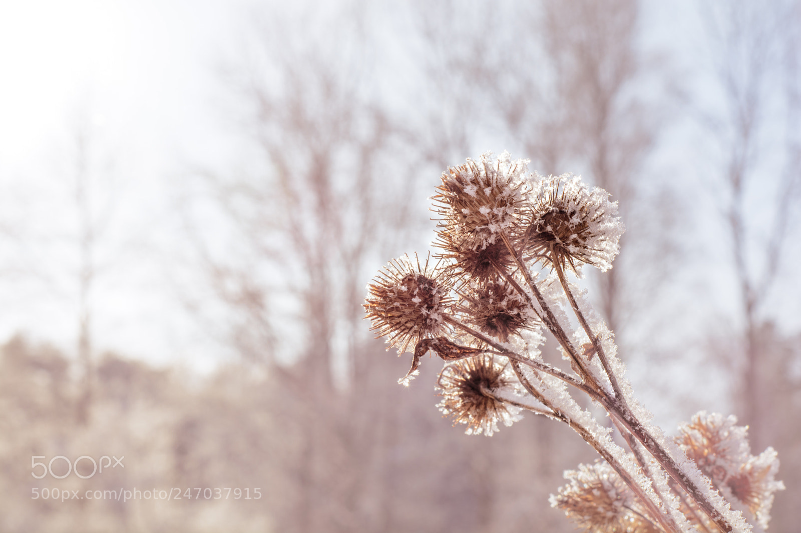 Nikon D7100 sample photo. Freezing dry thistle covered photography