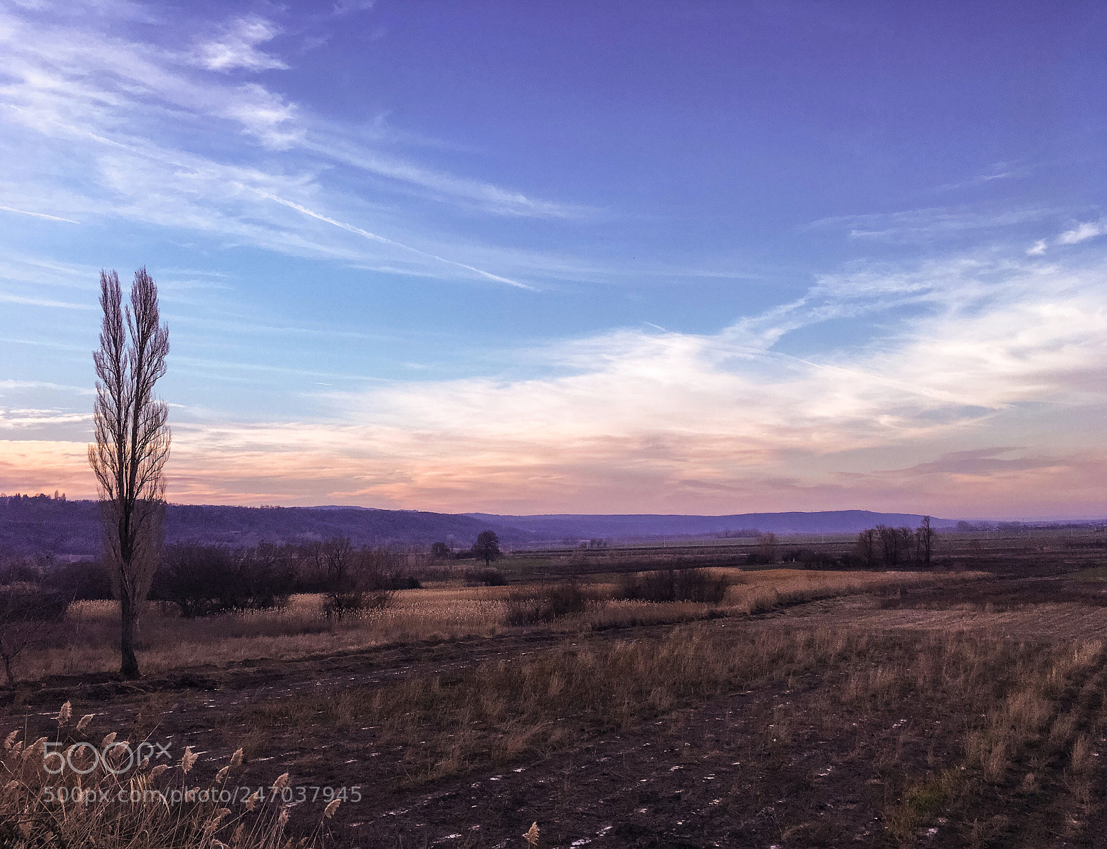 Apple iPhone SE sample photo. Lombardy poplar photography