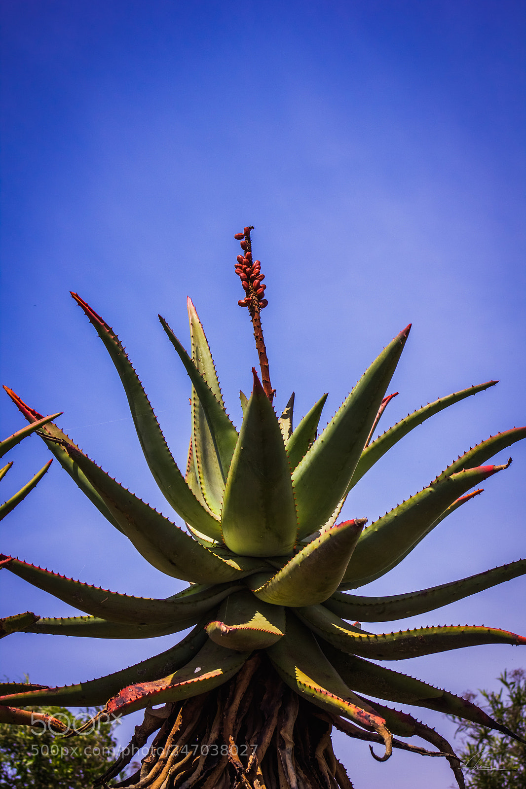 Canon EOS 550D (EOS Rebel T2i / EOS Kiss X4) sample photo. Aloevera photography