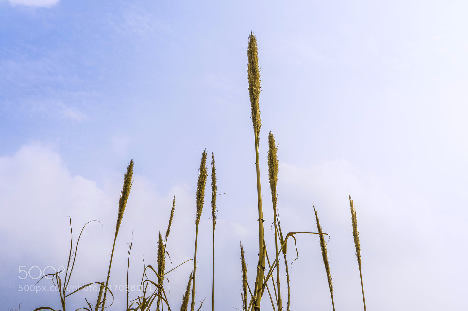 Sony a7 II sample photo. Untitled photography