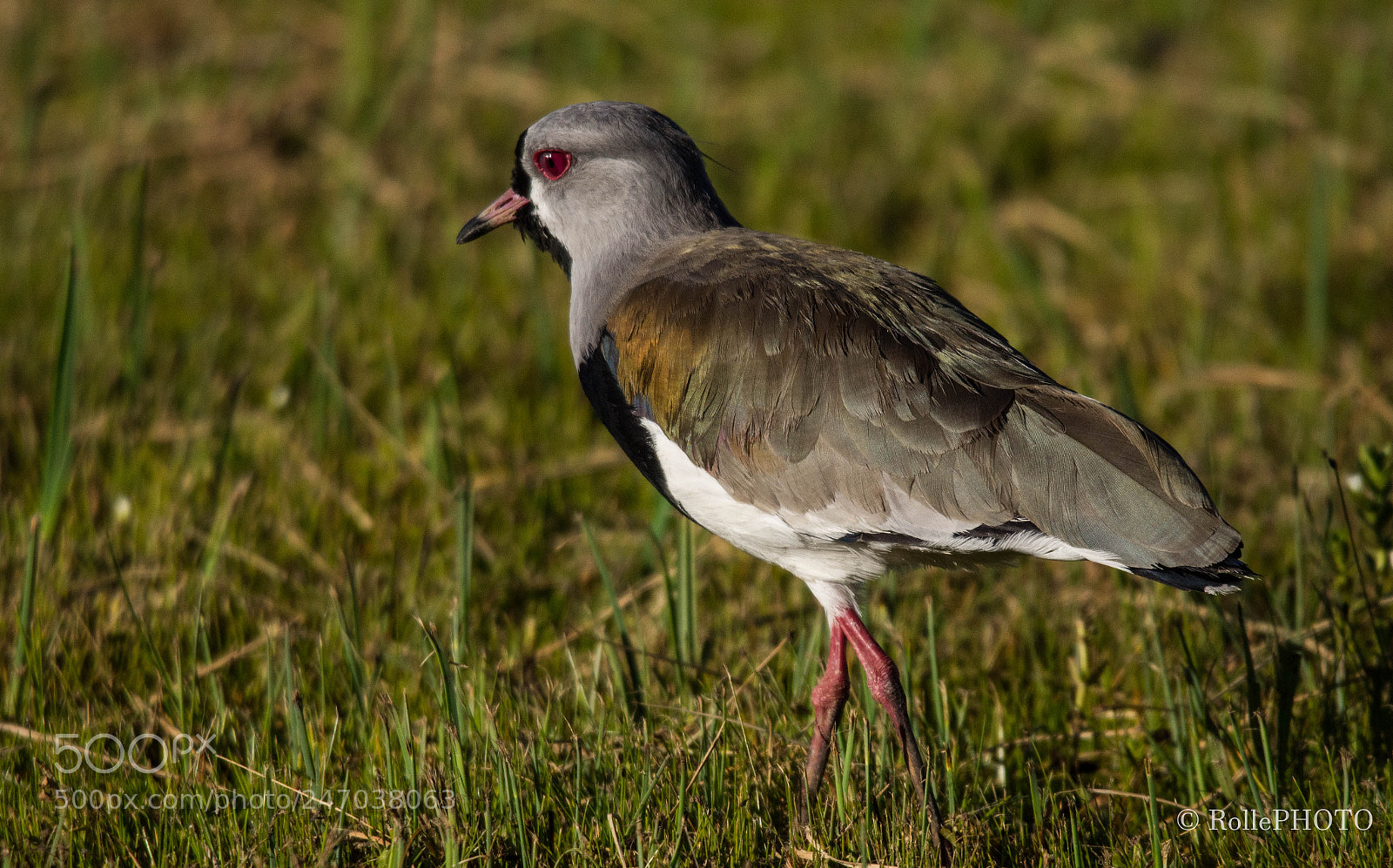 Nikon D7200 sample photo. Southern lapwing photography