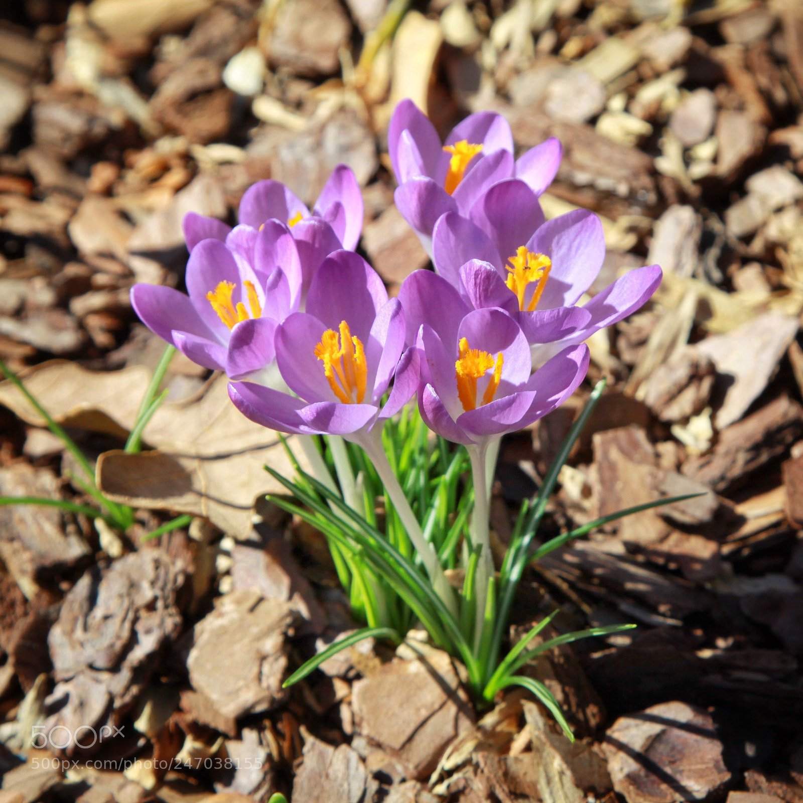 Canon EOS 50D sample photo. Spring came from under photography