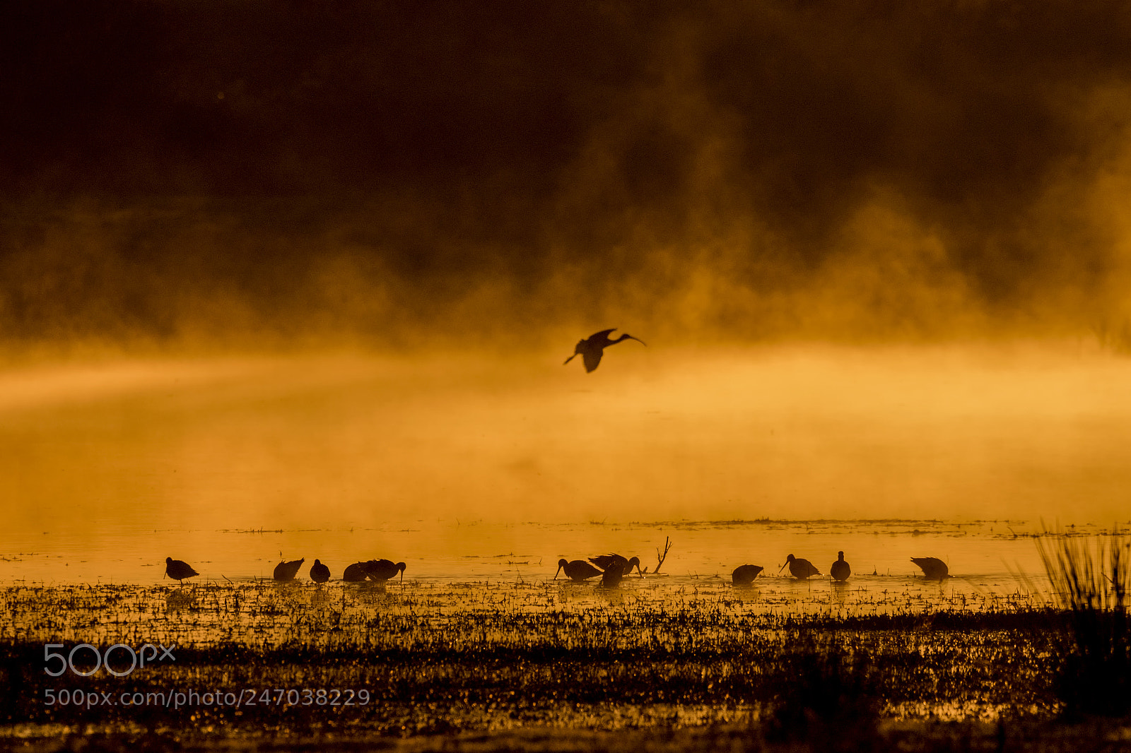 Canon EOS 7D Mark II sample photo. 20170108 doñana - 387 photography