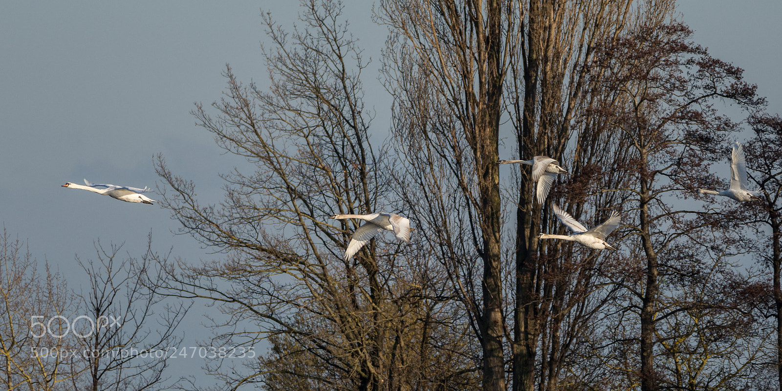 Nikon D7200 sample photo. Mute swans photography