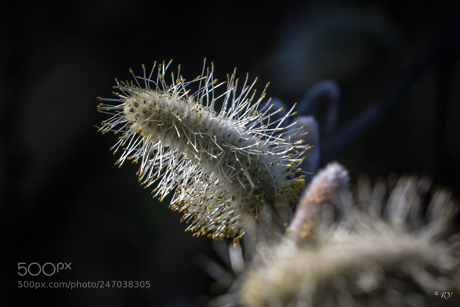 Nikon D7100 sample photo. Composition photography