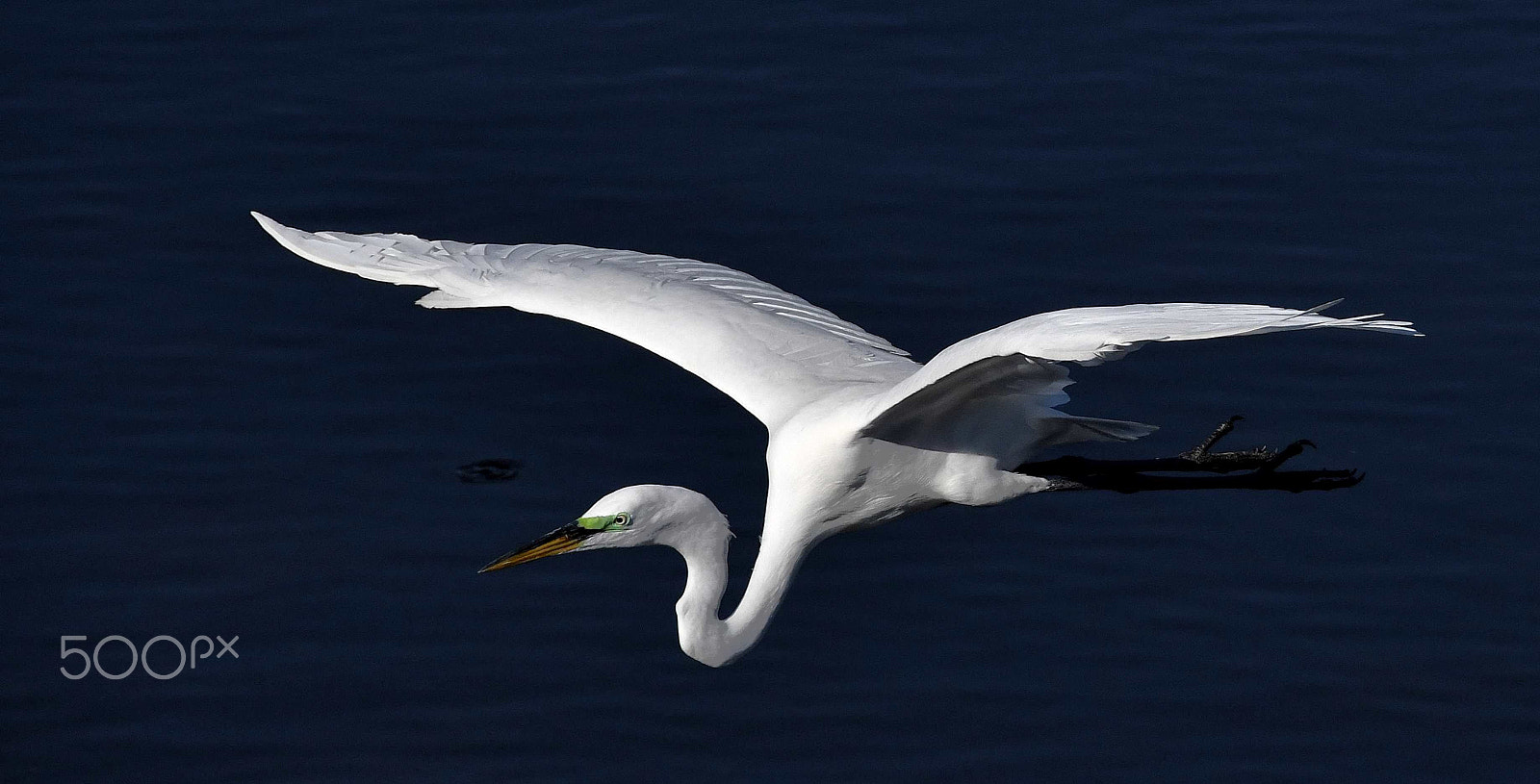 Nikon D500 sample photo. Flying there photography