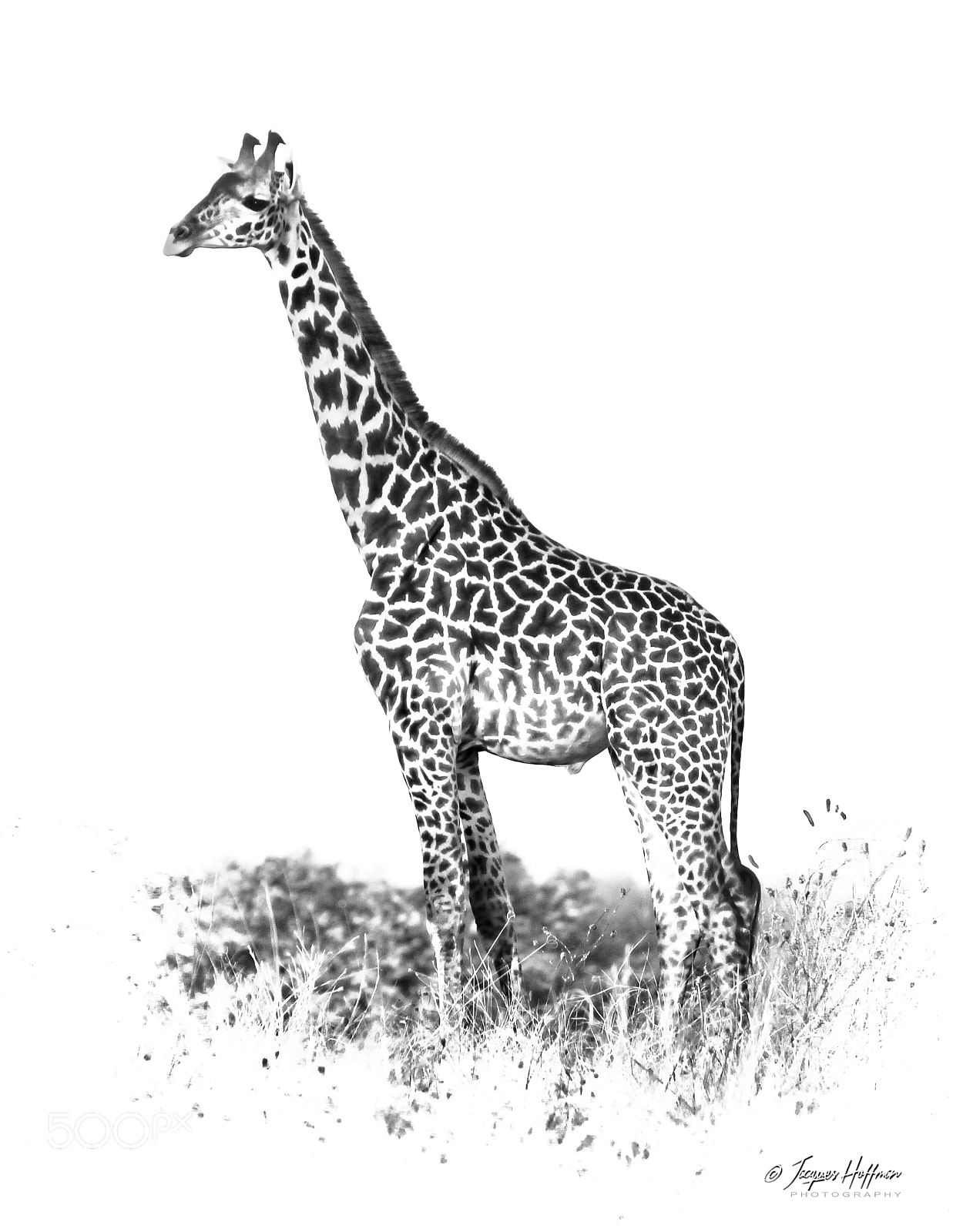 Canon EOS 600D (Rebel EOS T3i / EOS Kiss X5) sample photo. Masai giraffe photography