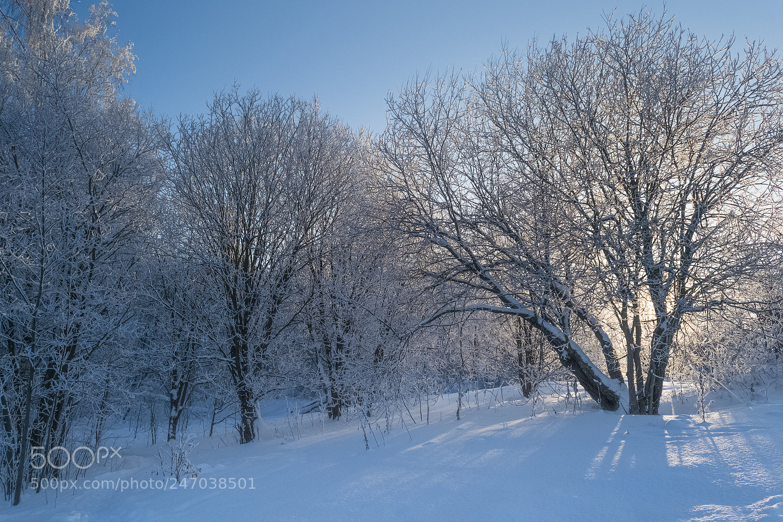 Nikon D3100 sample photo. ...winter ii. photography