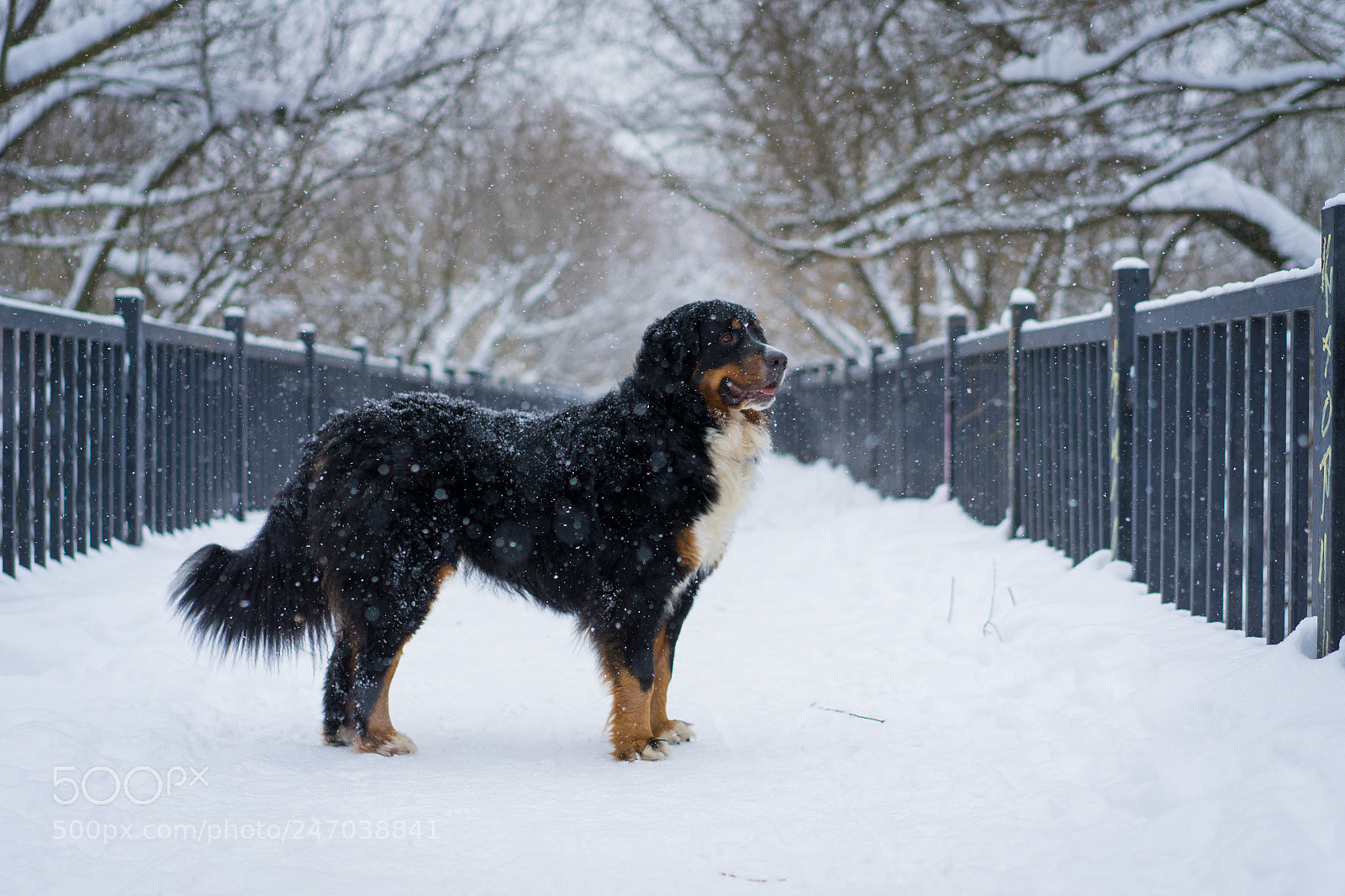 Sony a7 II sample photo. Bernese mountain dog on photography