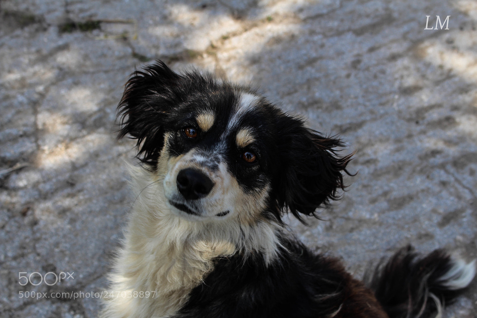 Canon EOS 700D (EOS Rebel T5i / EOS Kiss X7i) sample photo. Puppy photography