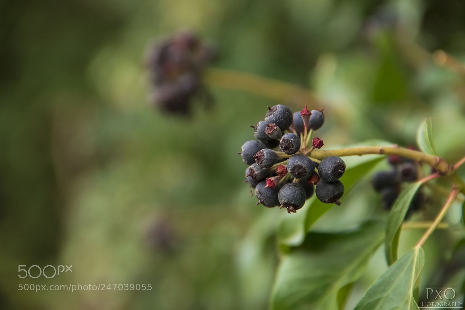 Canon EOS 77D (EOS 9000D / EOS 770D) sample photo. Berries. photography