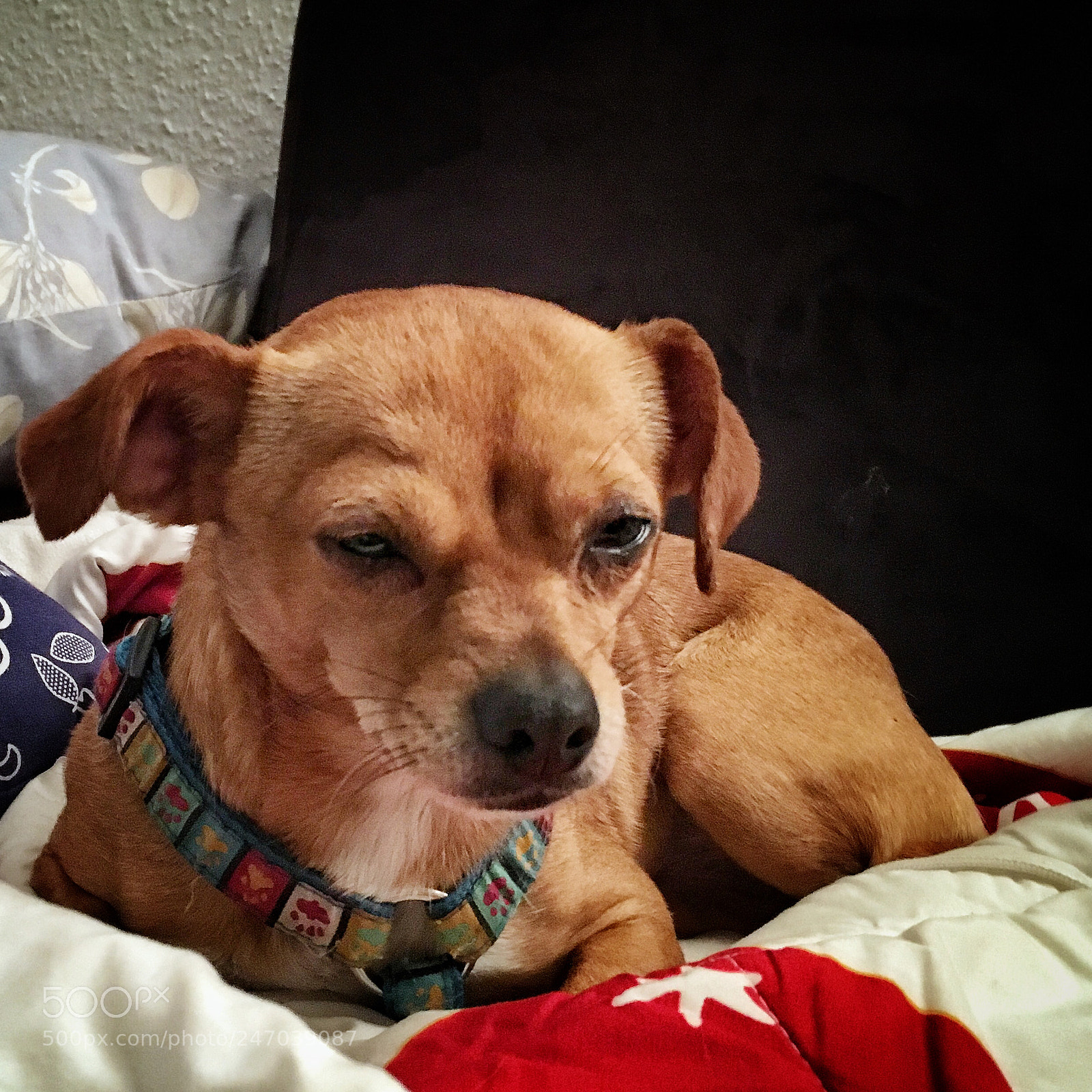 Apple iPhone 6s sample photo. Sunny on the couch photography