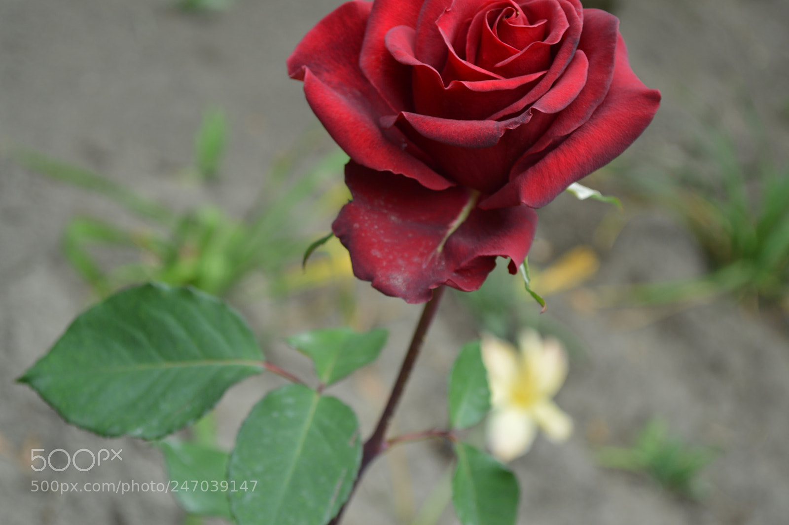 Nikon D3200 sample photo. Dsc photography