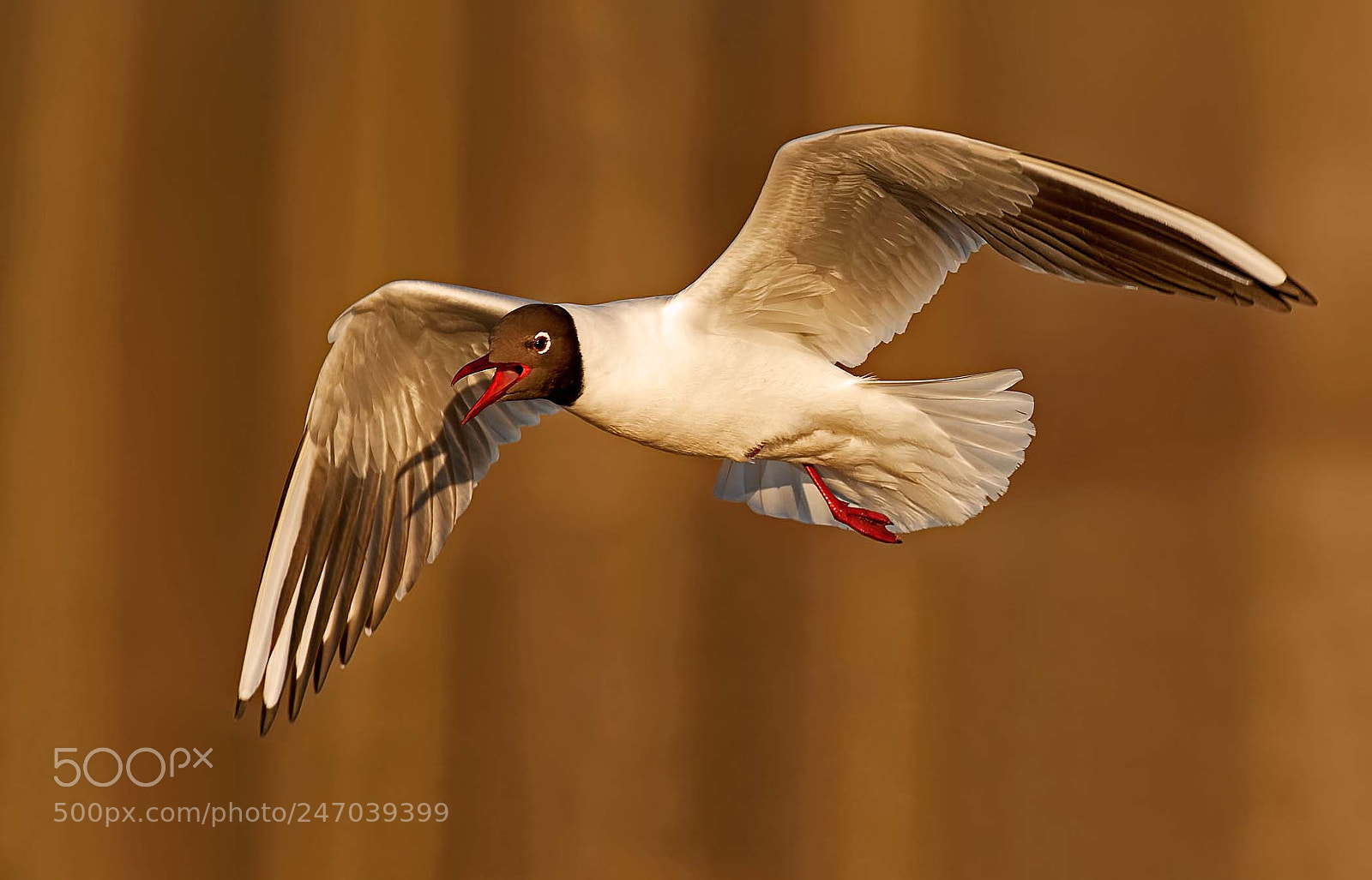 Canon EOS 7D Mark II sample photo. I'm flying photography