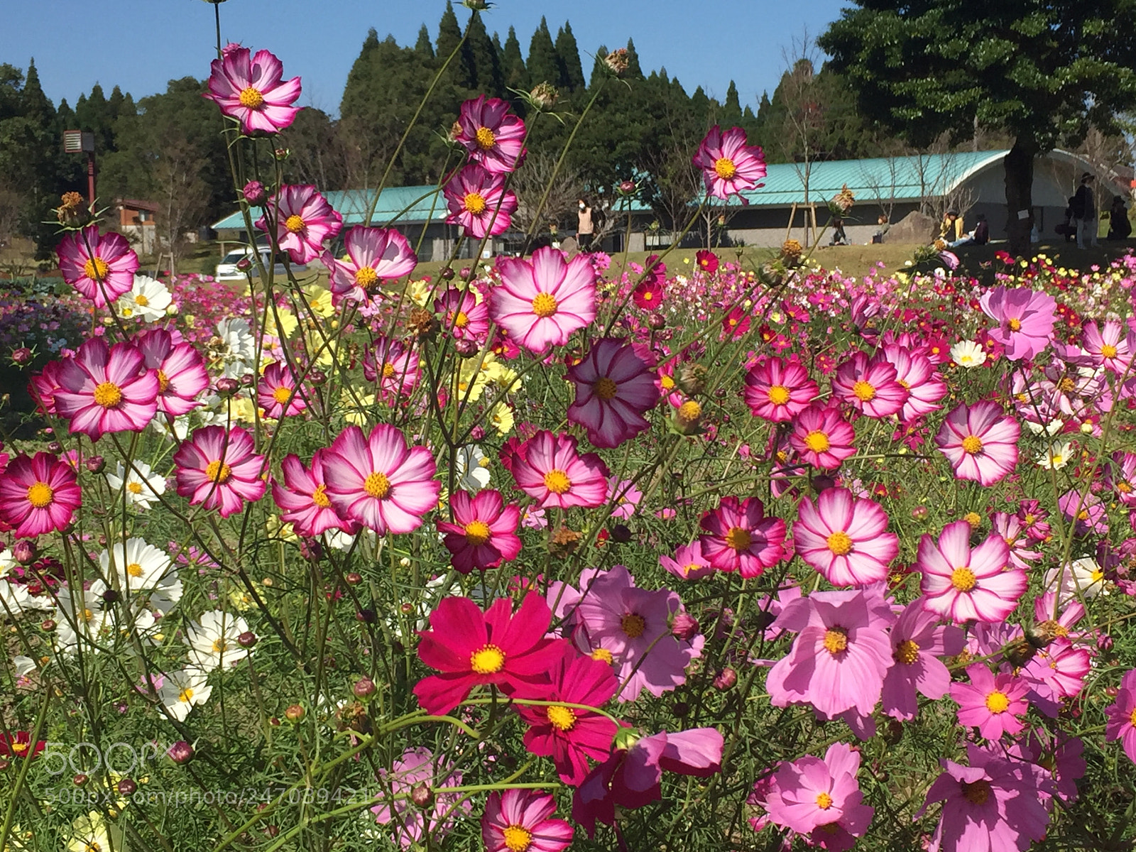 Apple iPhone 6 sample photo. Cosmos photography