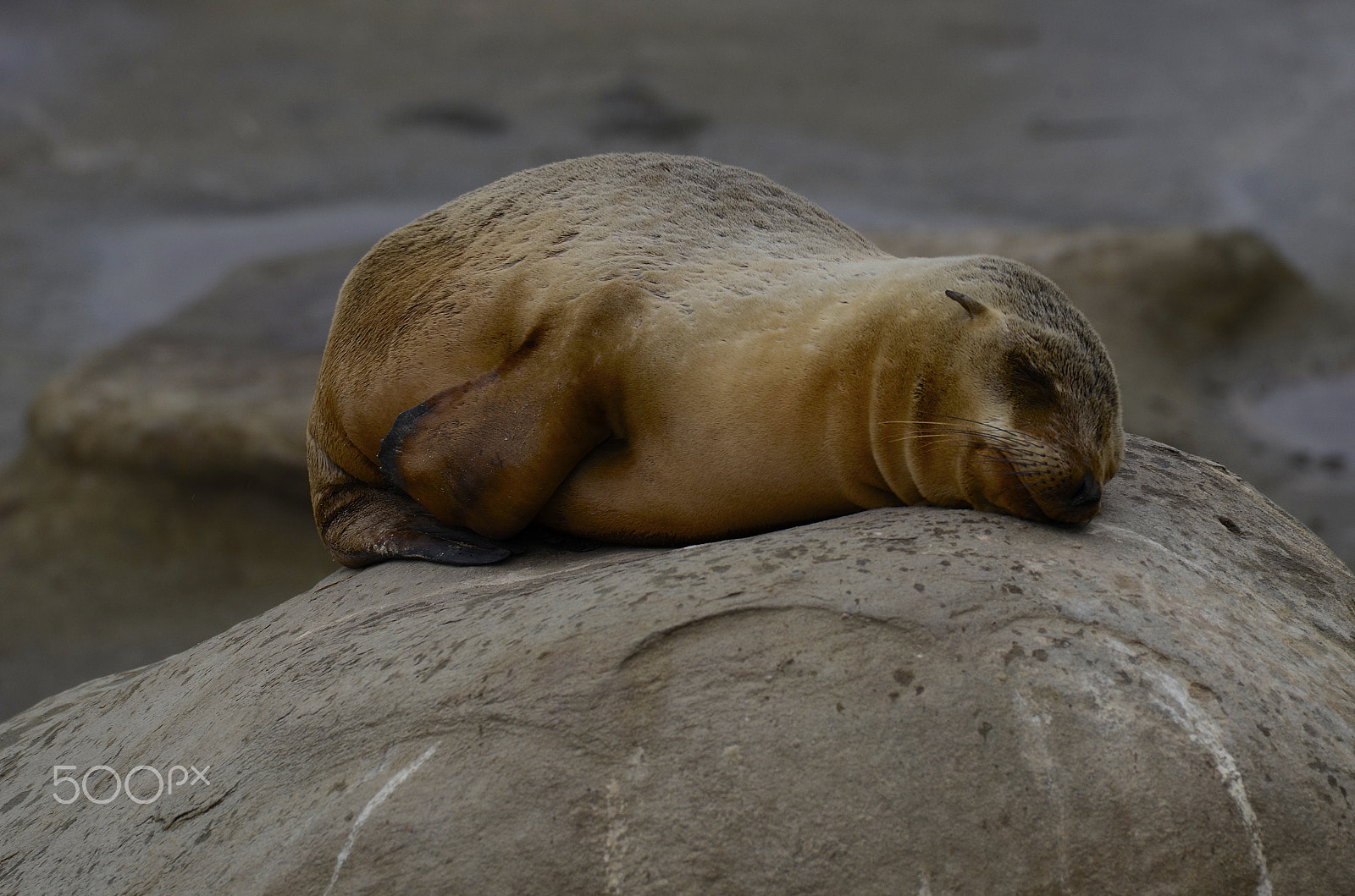 Sigma 50-500mm F4.5-6.3 DG OS HSM sample photo. Sleepy cute fellow photography