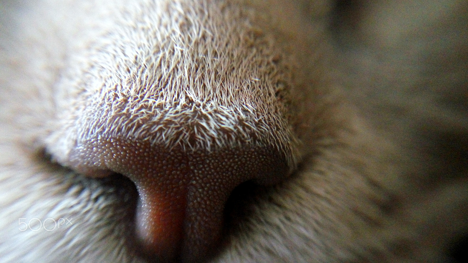 Xiaomi HM Note 2 sample photo. Cat nose photography