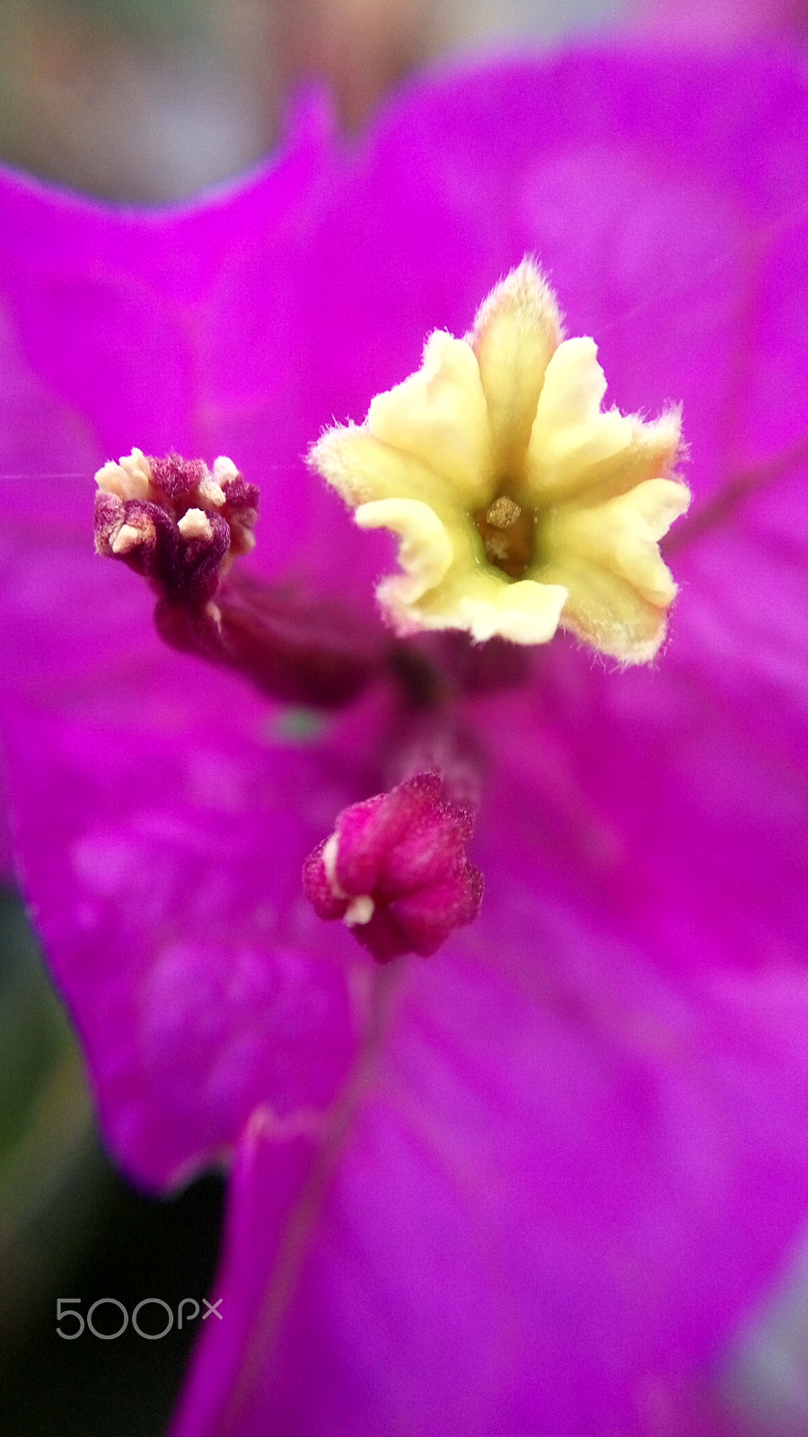 Xiaomi HM Note 2 sample photo. Macro lens photography