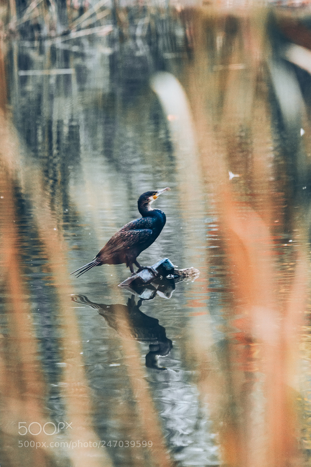 Canon EOS 600D (Rebel EOS T3i / EOS Kiss X5) sample photo. Black cormorant photography