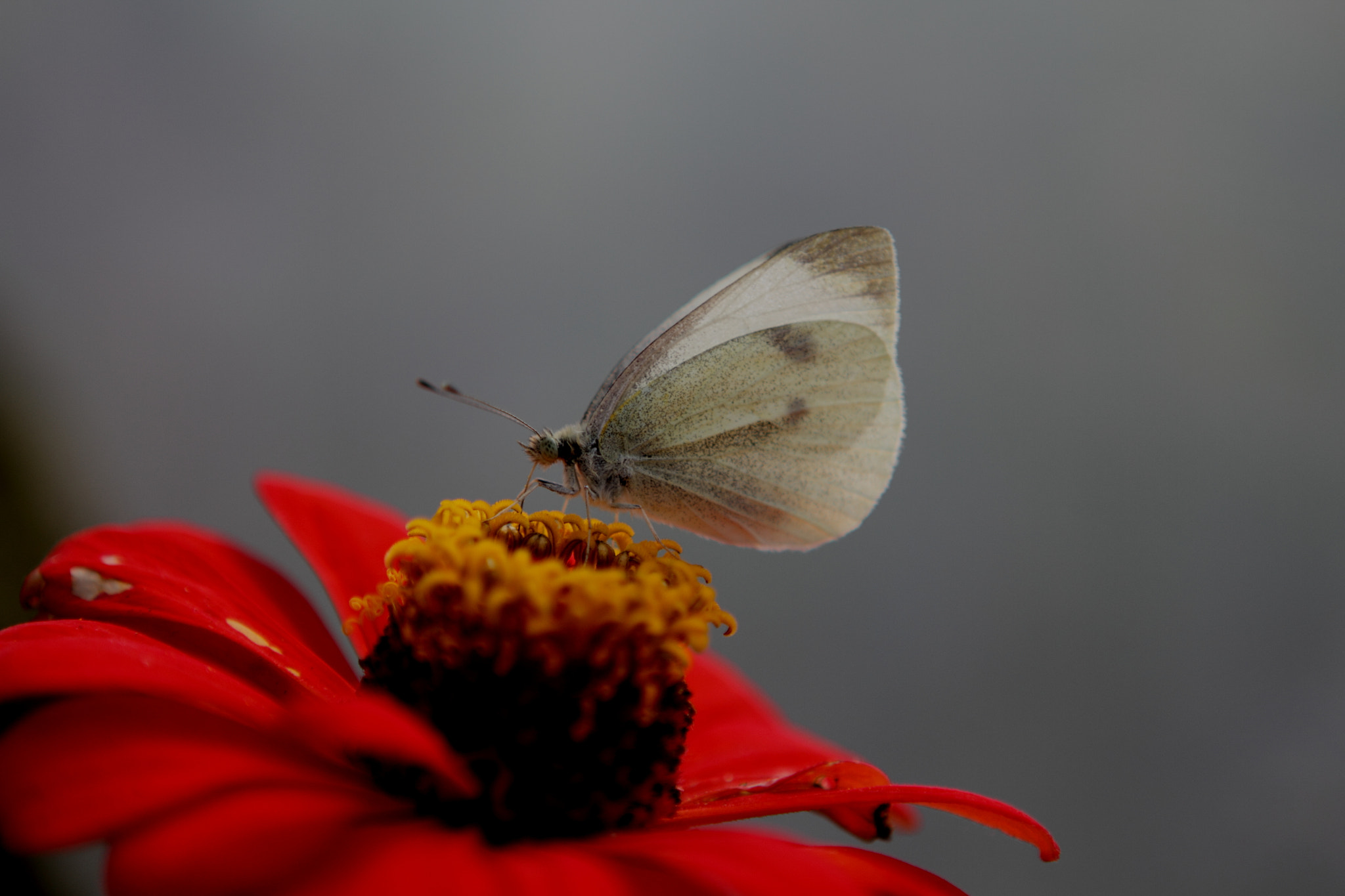 Canon EOS 7D + Canon EF 24-70mm F2.8L USM sample photo. () photography