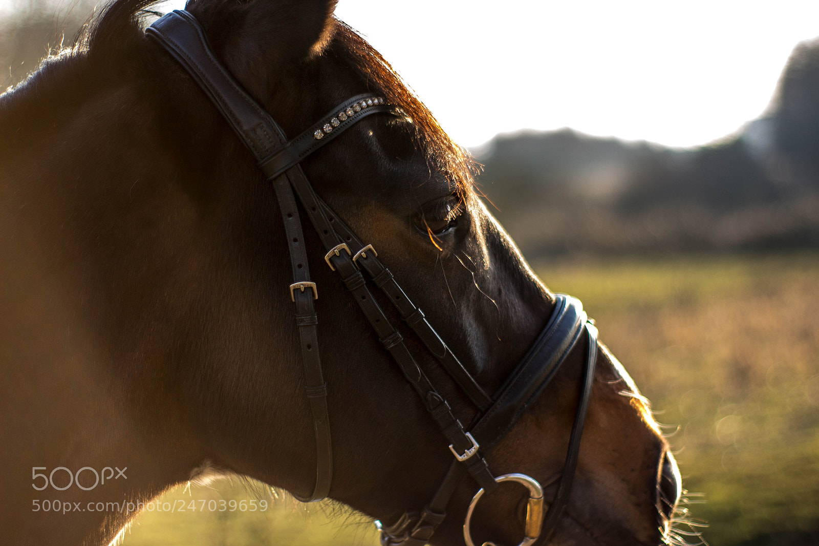 Canon EOS 700D (EOS Rebel T5i / EOS Kiss X7i) sample photo. Horse photography