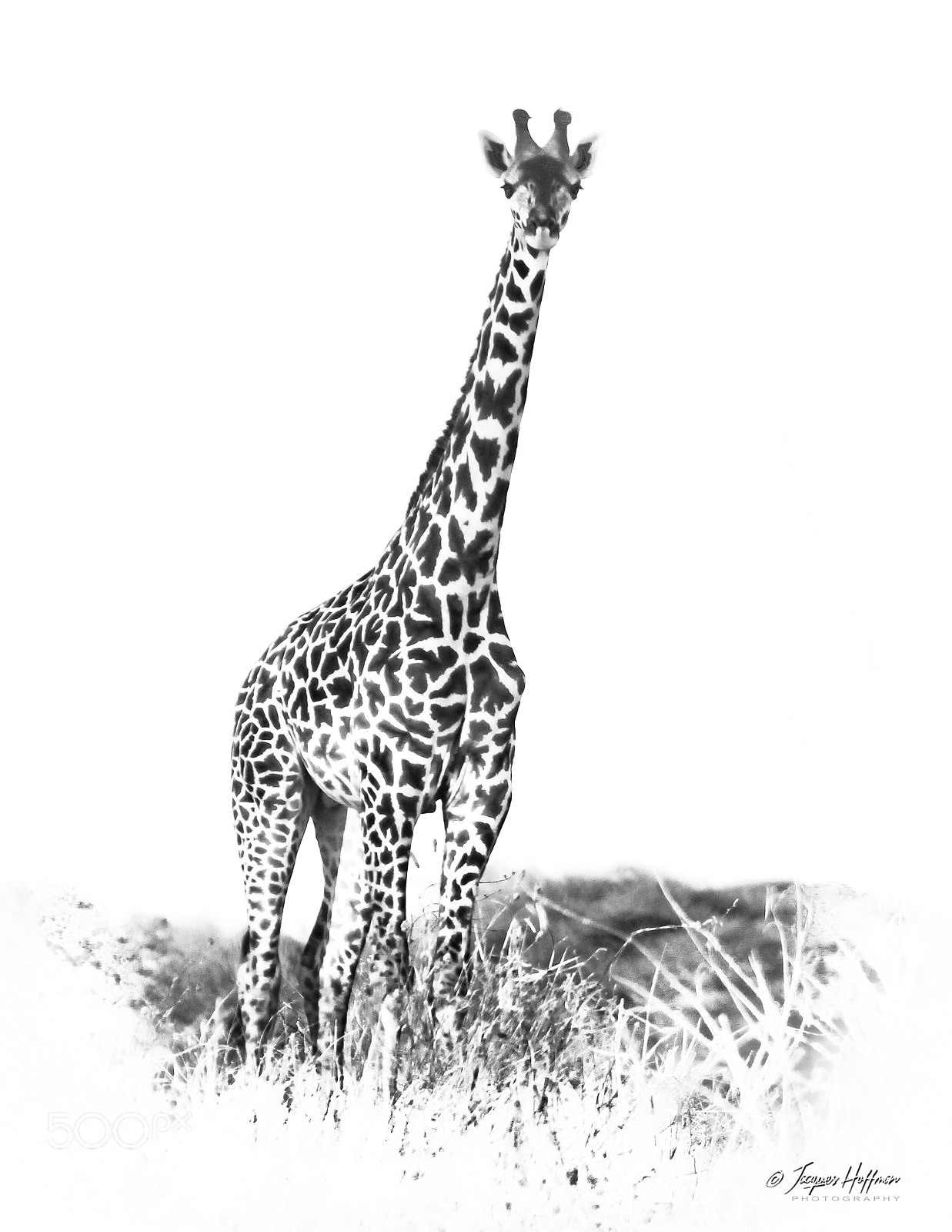 Canon EOS 600D (Rebel EOS T3i / EOS Kiss X5) sample photo. Masai giraffe photography