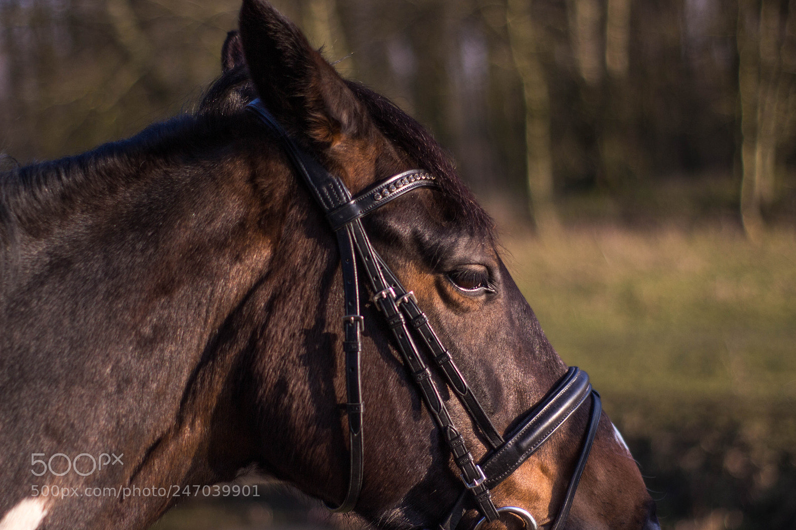 Canon EOS 700D (EOS Rebel T5i / EOS Kiss X7i) sample photo. Horse photography