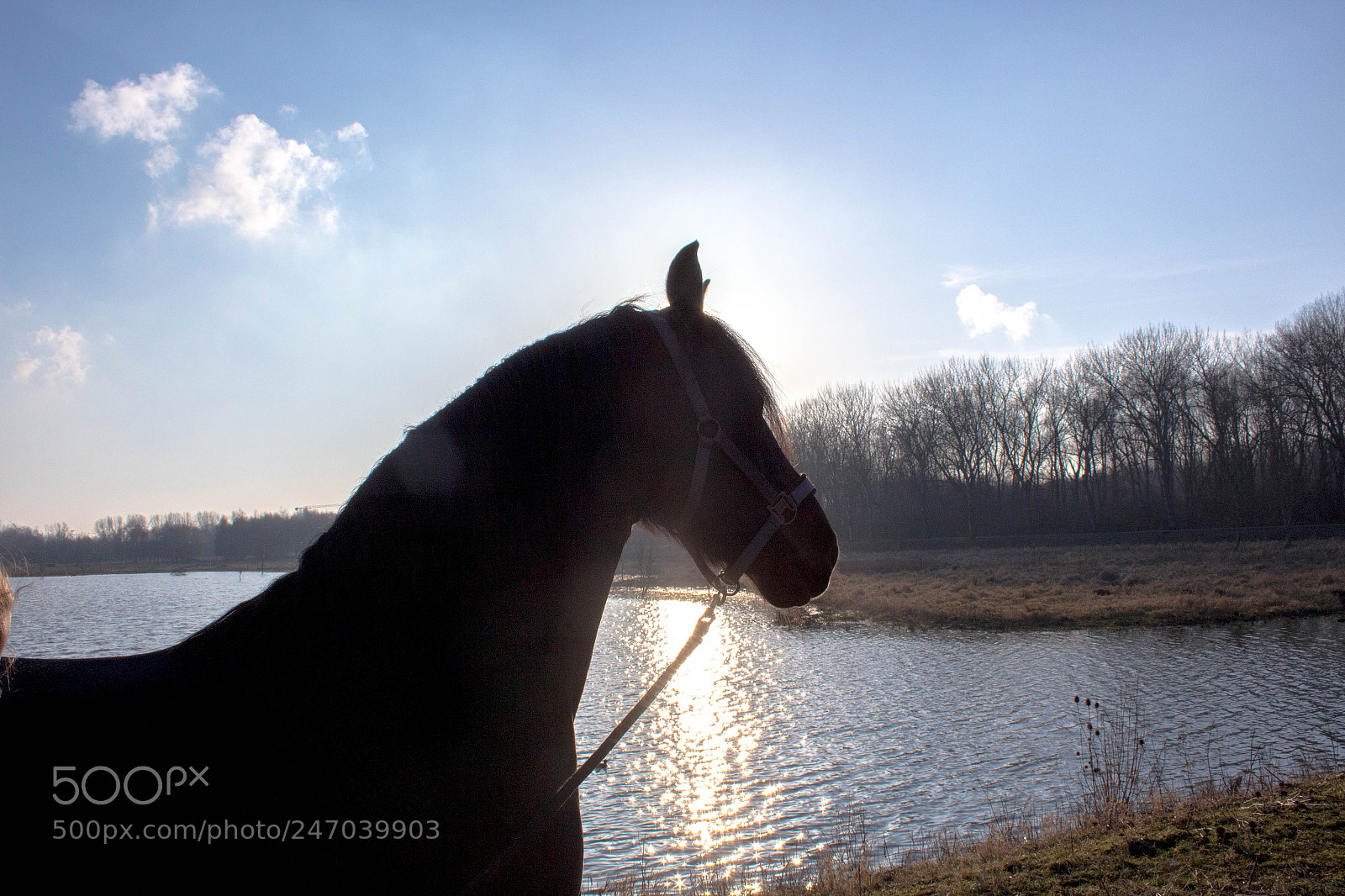 Canon EOS 700D (EOS Rebel T5i / EOS Kiss X7i) sample photo. Horse photography