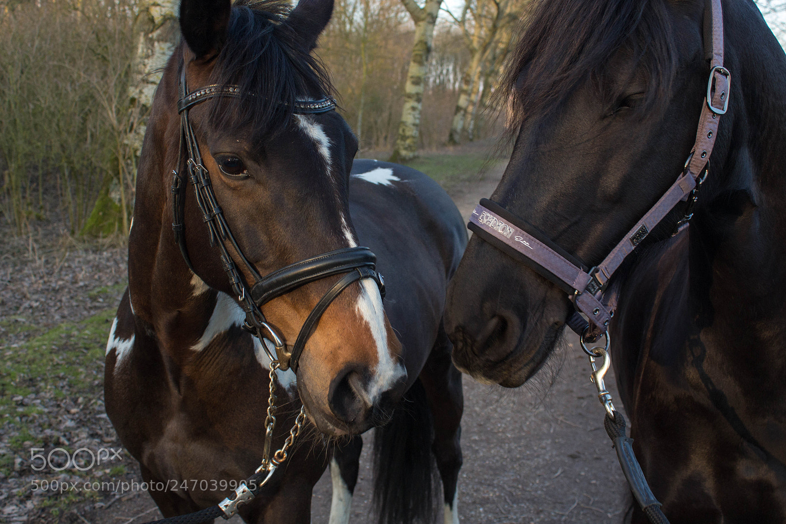 Canon EOS 700D (EOS Rebel T5i / EOS Kiss X7i) sample photo. Horse photography