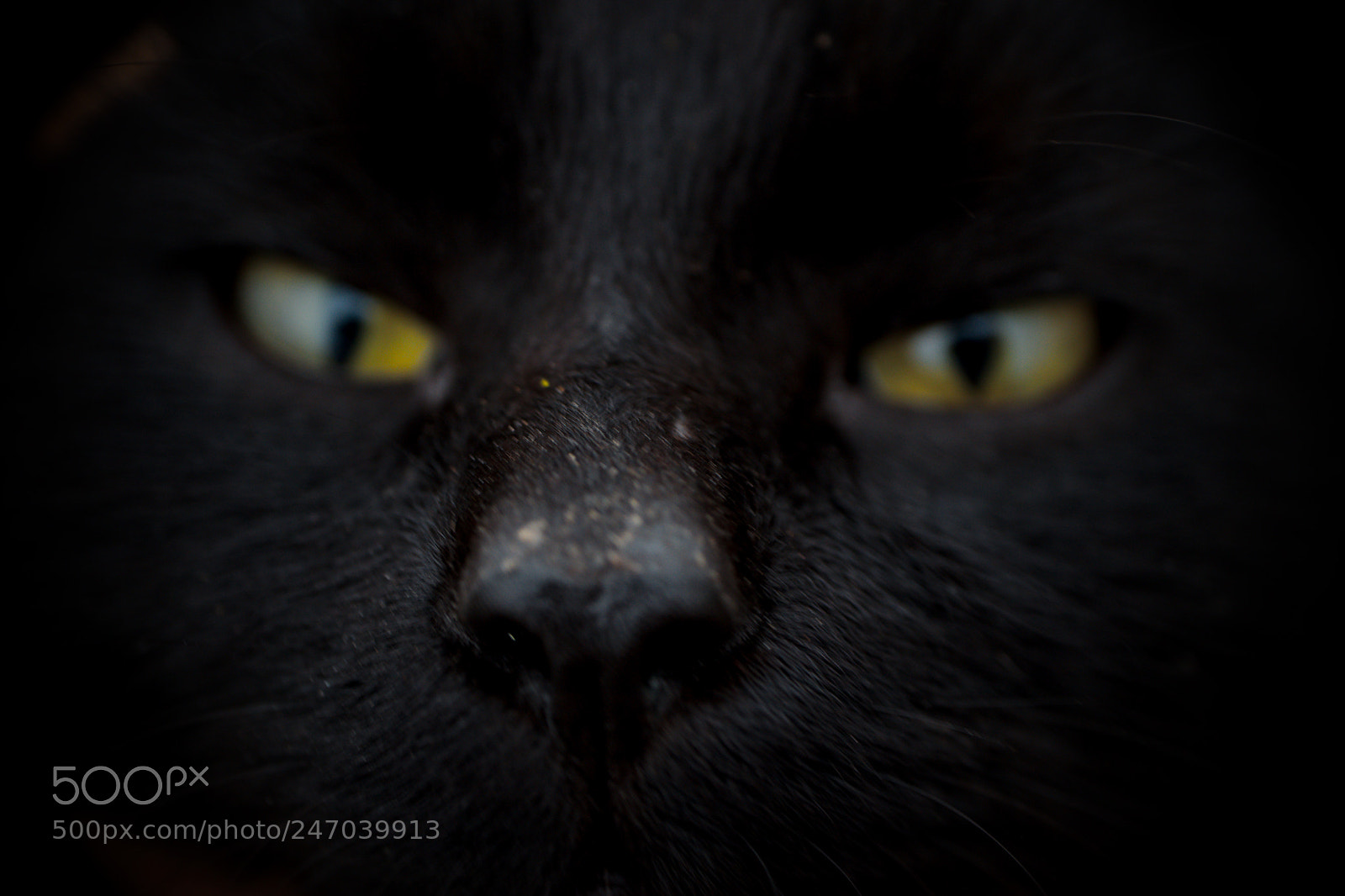 Canon EOS M5 sample photo. Cat.jpg photography