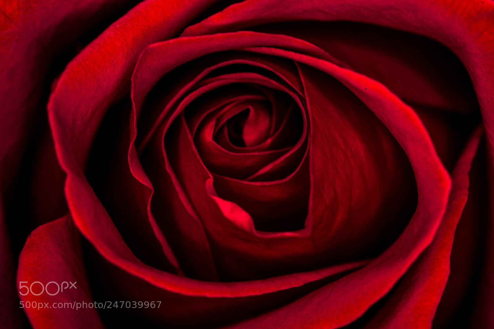 Nikon D600 sample photo. Red rose photography