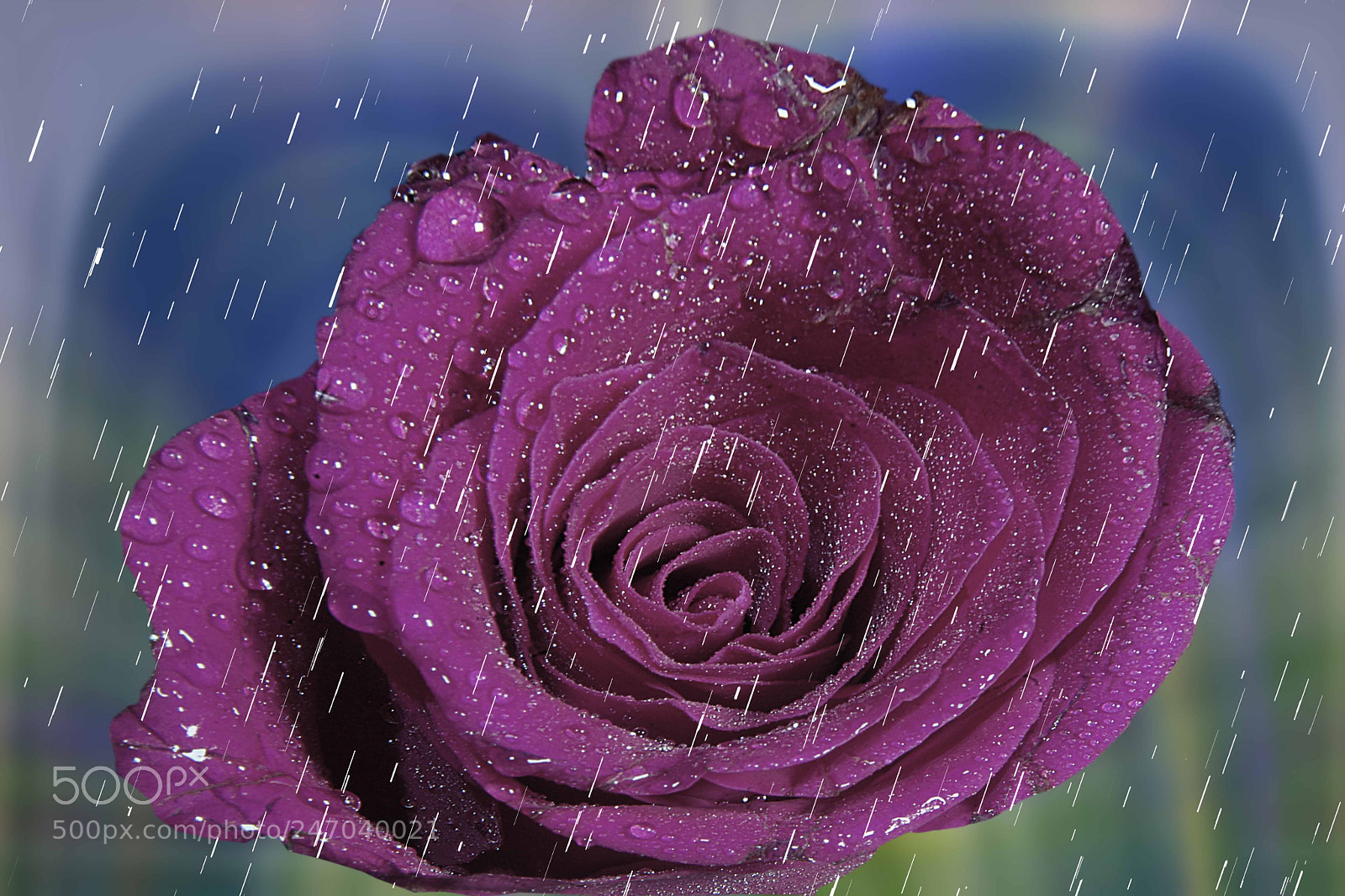 Nikon D7100 sample photo. Untitled photography