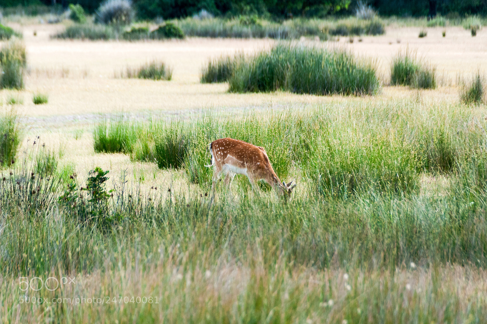 Nikon D300S sample photo. Doñana photography