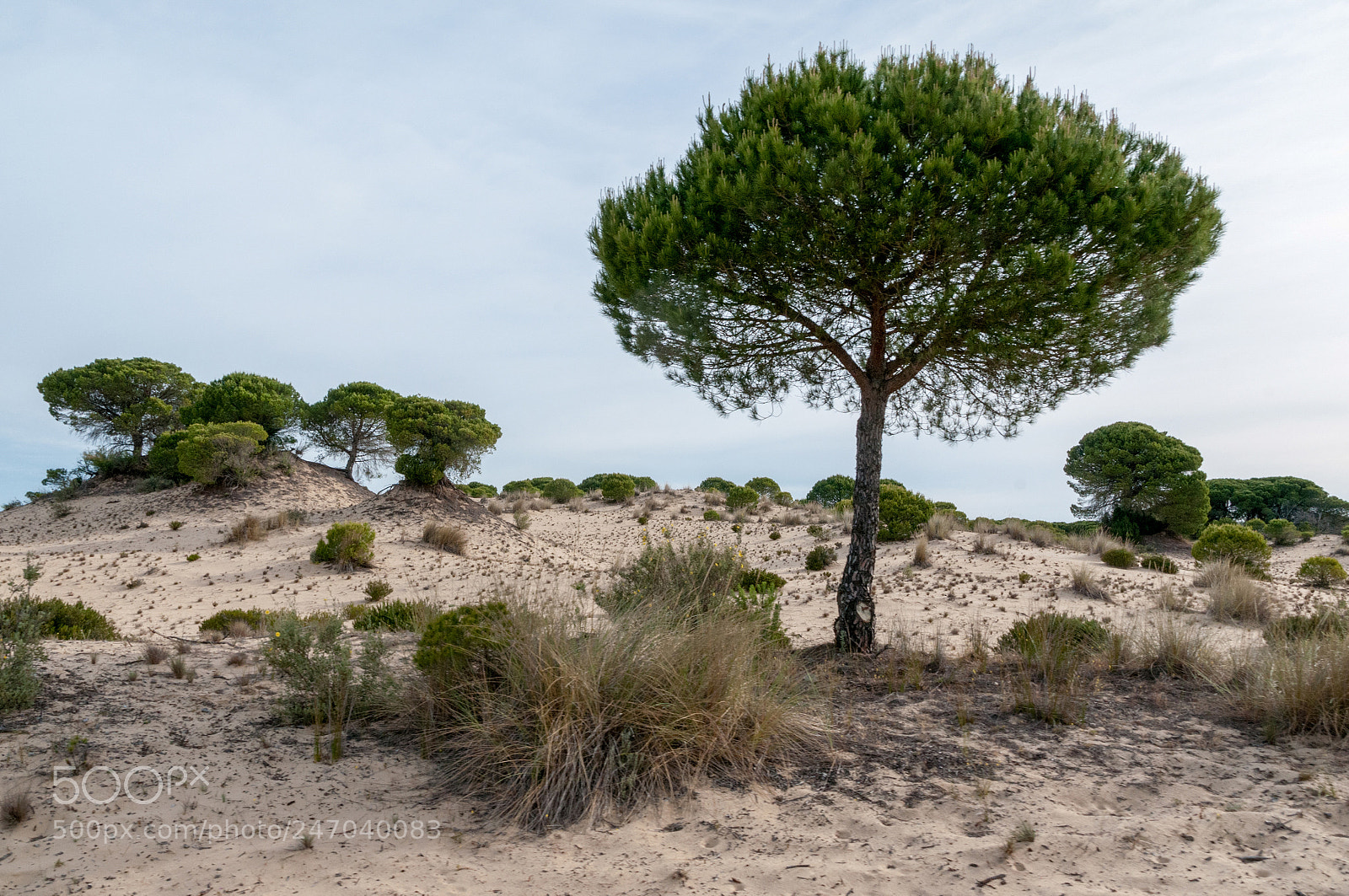 Nikon D300S sample photo. Doñana photography