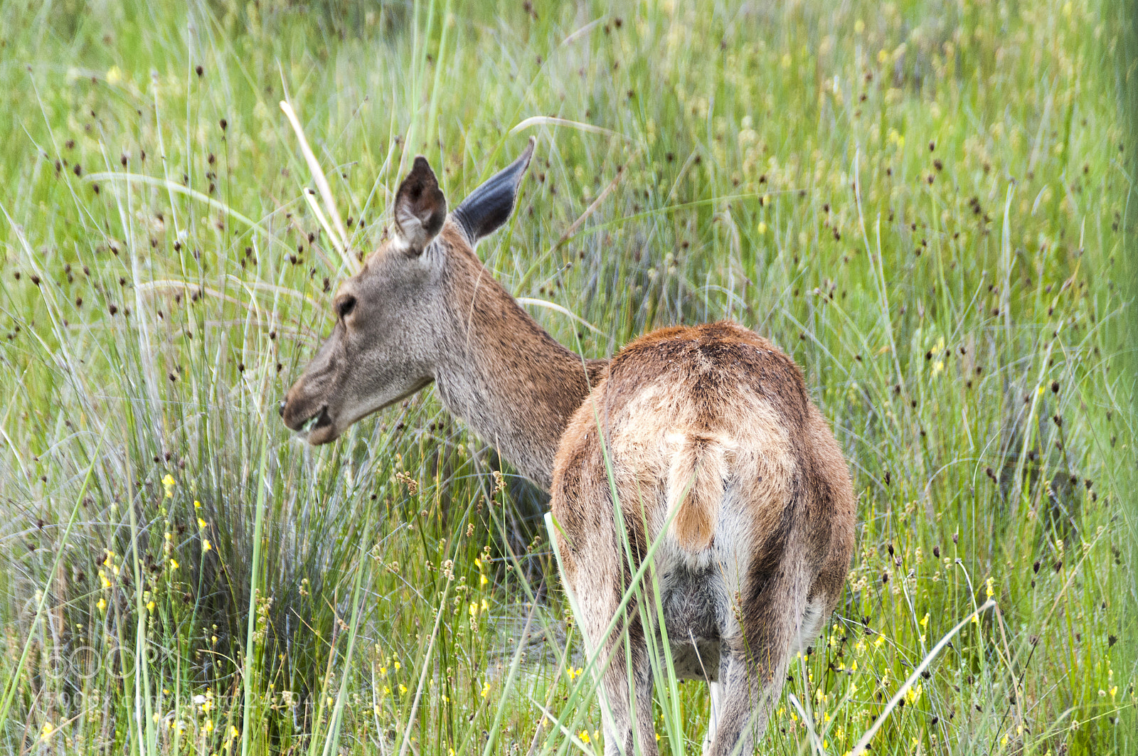Nikon D300S sample photo. Doñana photography