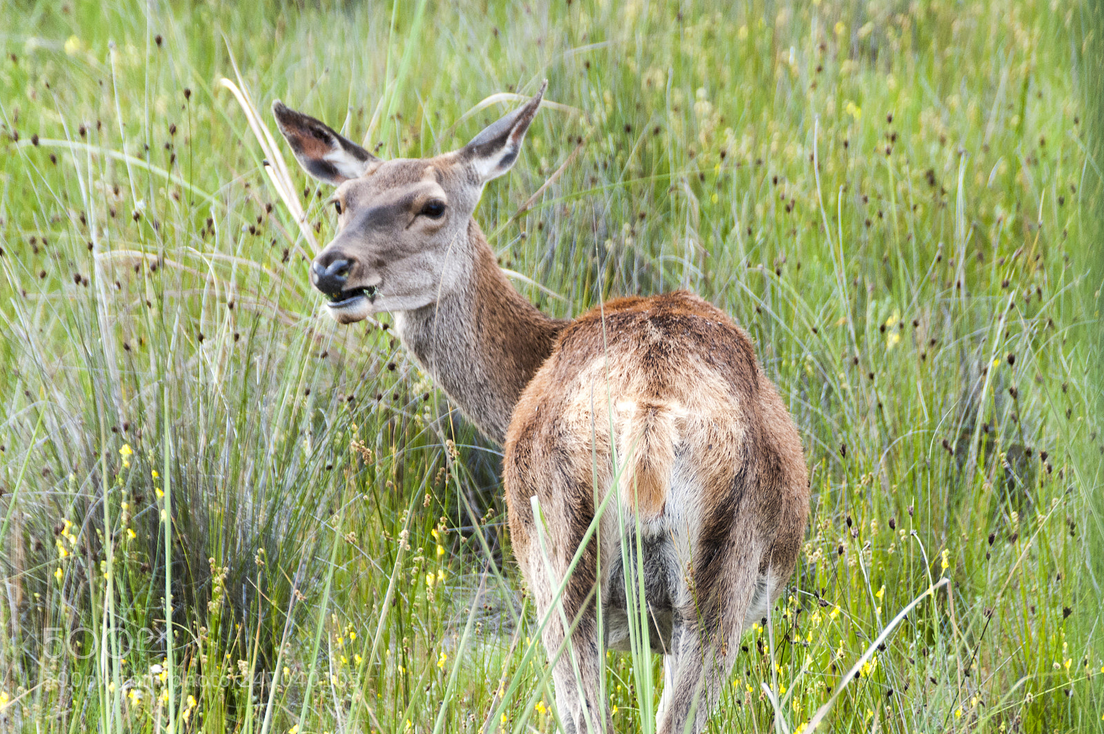 Nikon D300S sample photo. Doñana photography