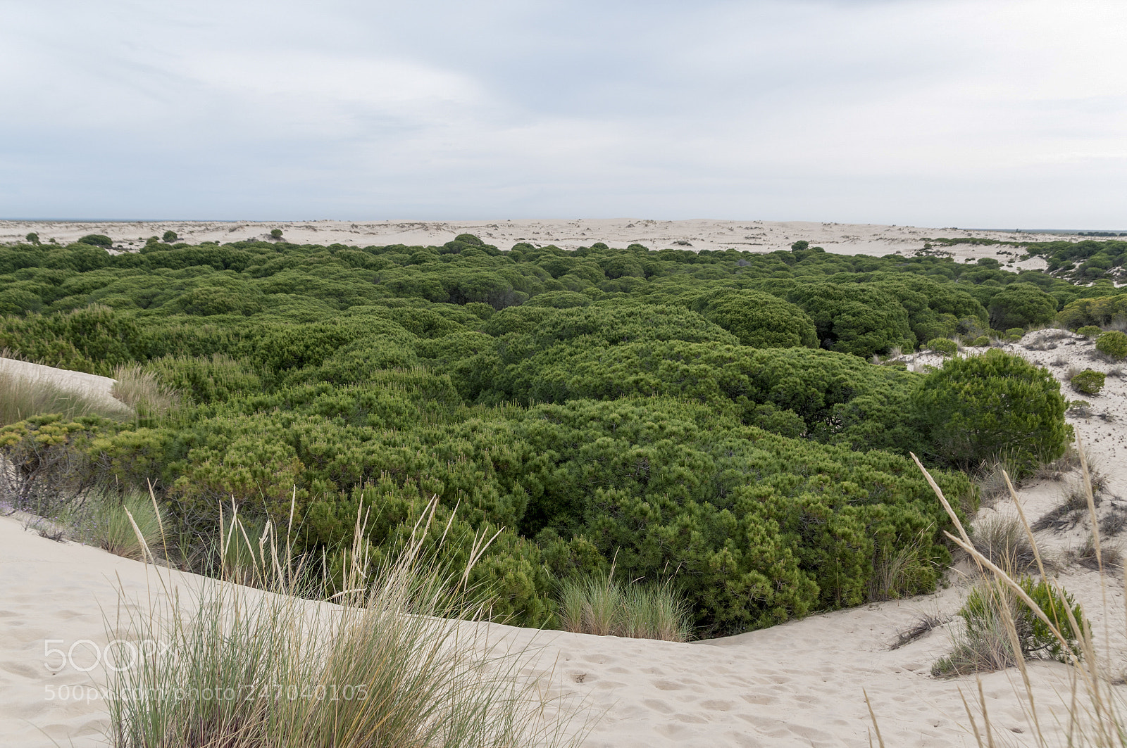 Nikon D300S sample photo. Doñana photography