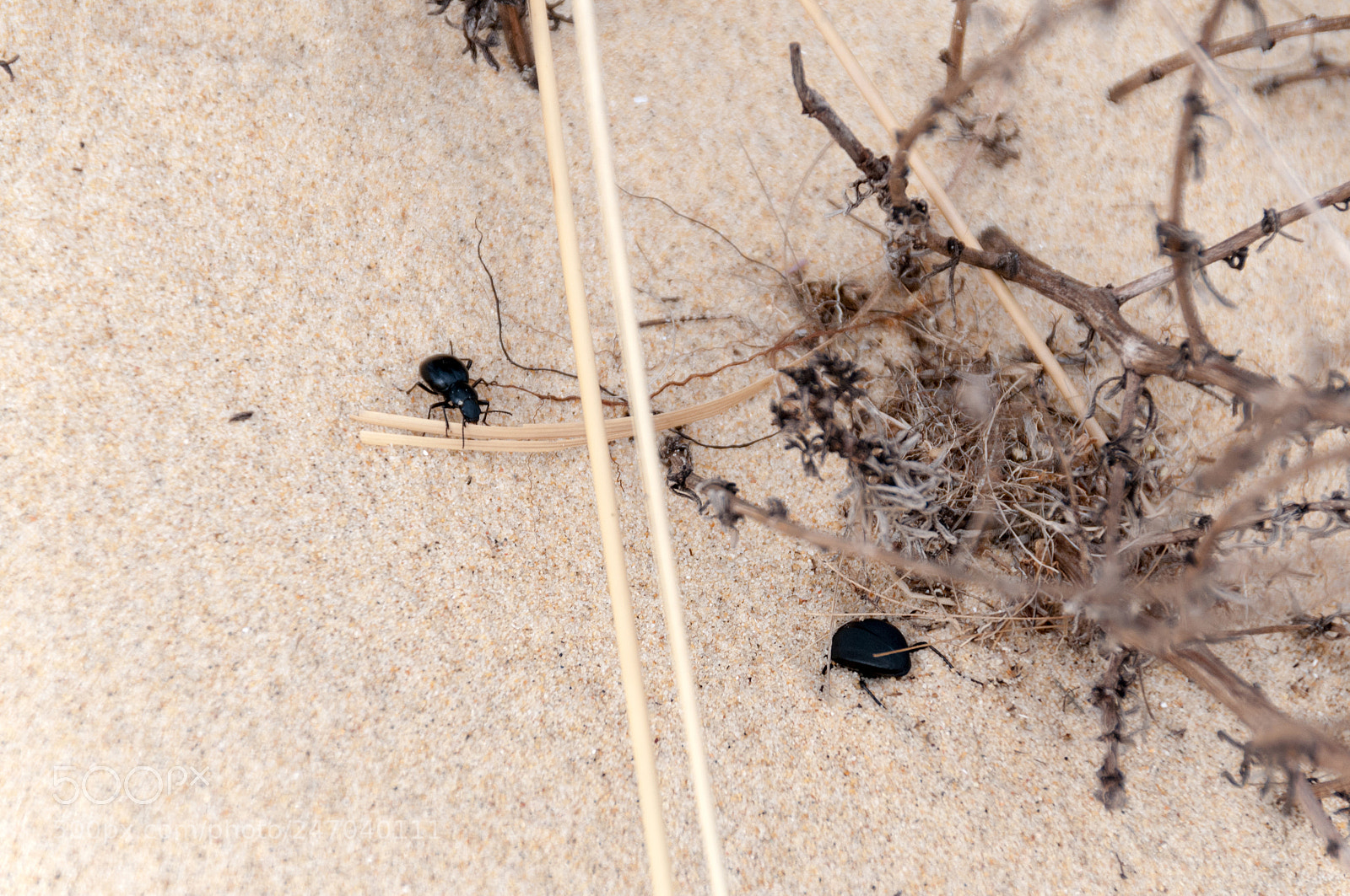 Nikon D300S sample photo. Doñana photography