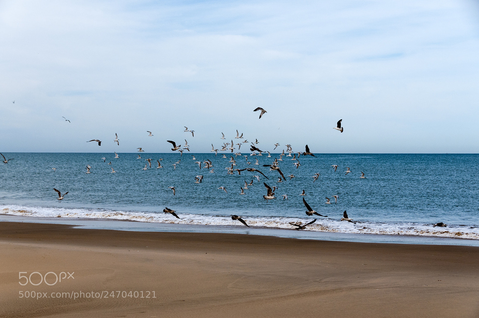 Nikon D300S sample photo. Doñana photography