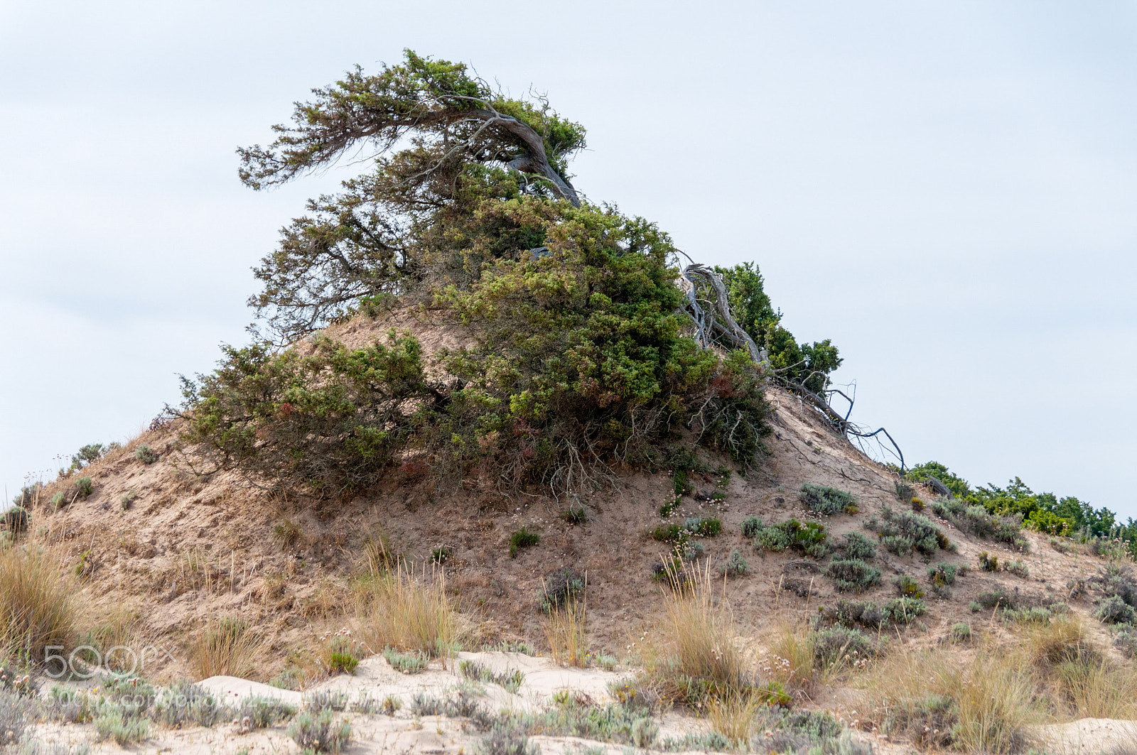 Nikon D300S sample photo. Doñana photography