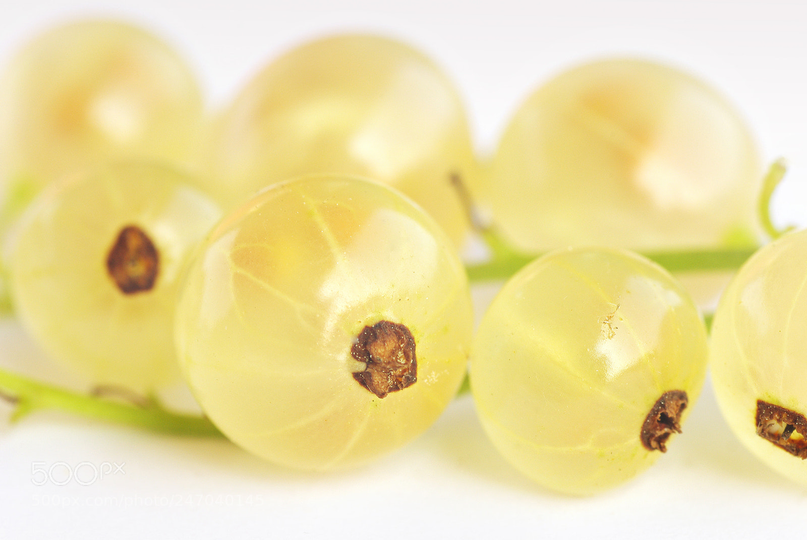 Pentax K200D sample photo. White currant photography