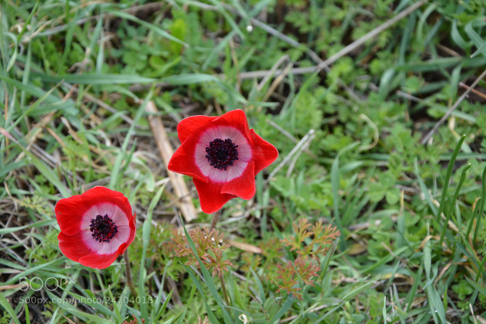 Nikon D7100 sample photo. #gelincik #papaveraceae, #flower photography